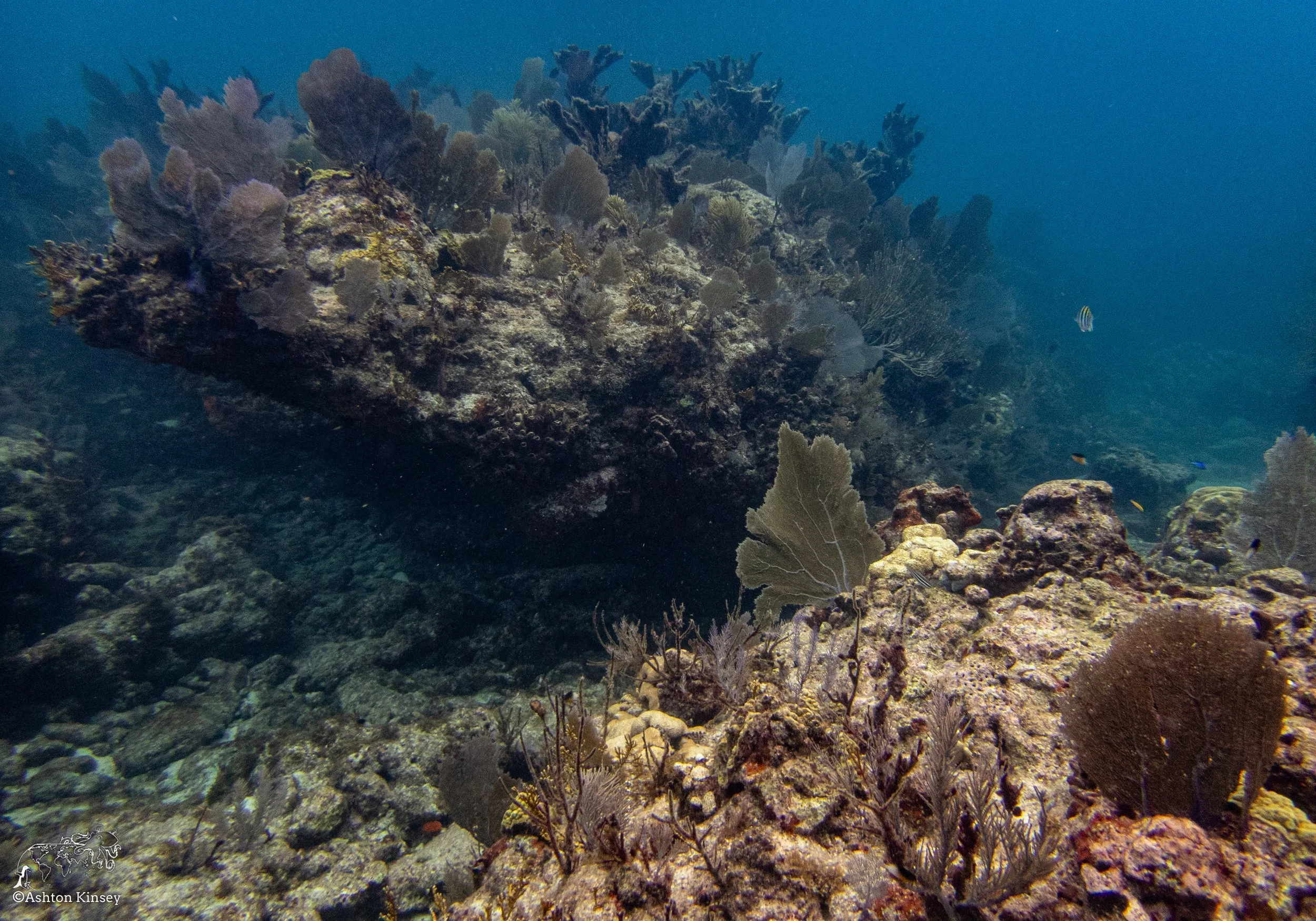 RR-KL-D6-Eagle Ray Alley-1.jpg