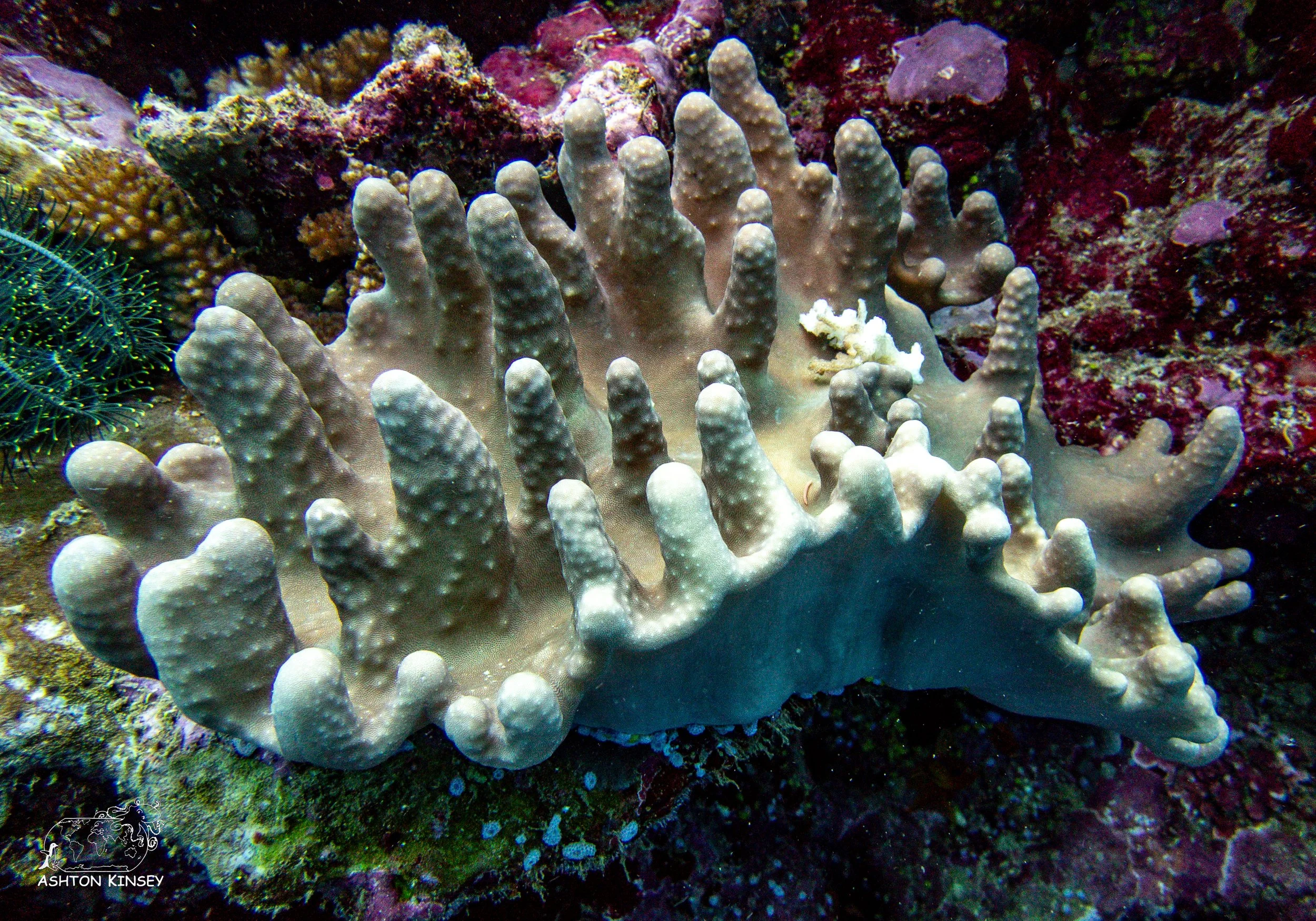 Ceaser's Rock-2.jpg