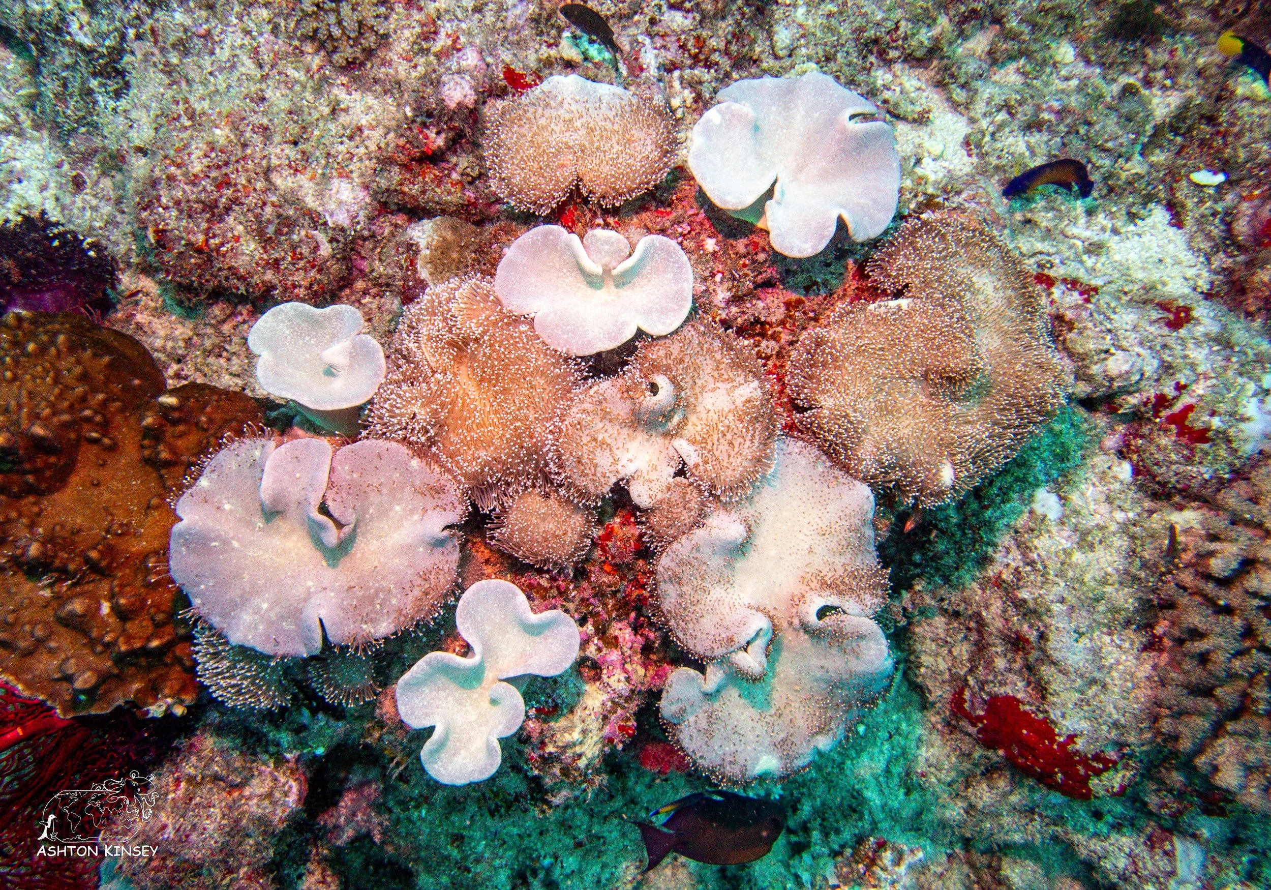 Ceaser's Rock-7.jpg
