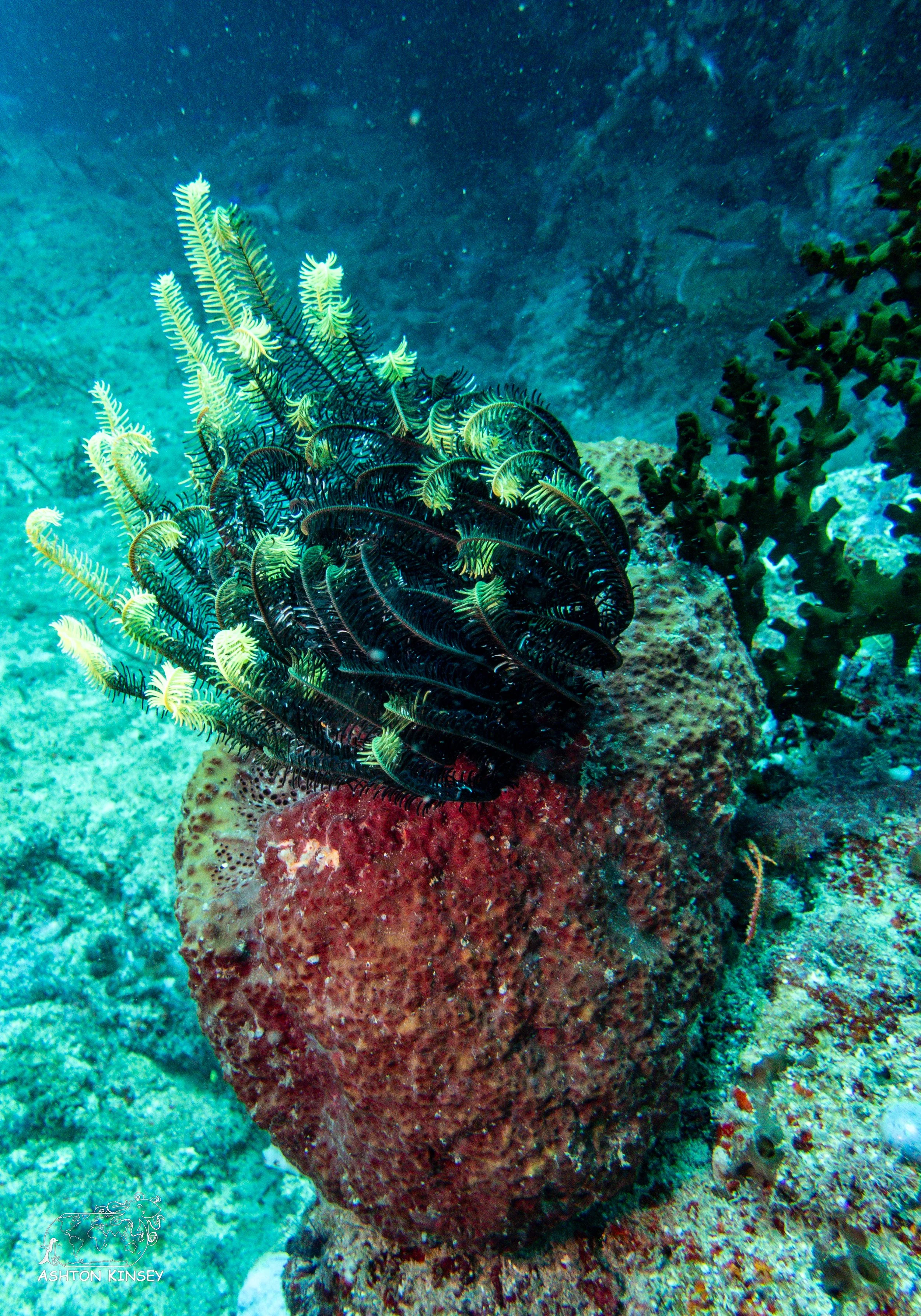 Ceaser's Rock-11.jpg