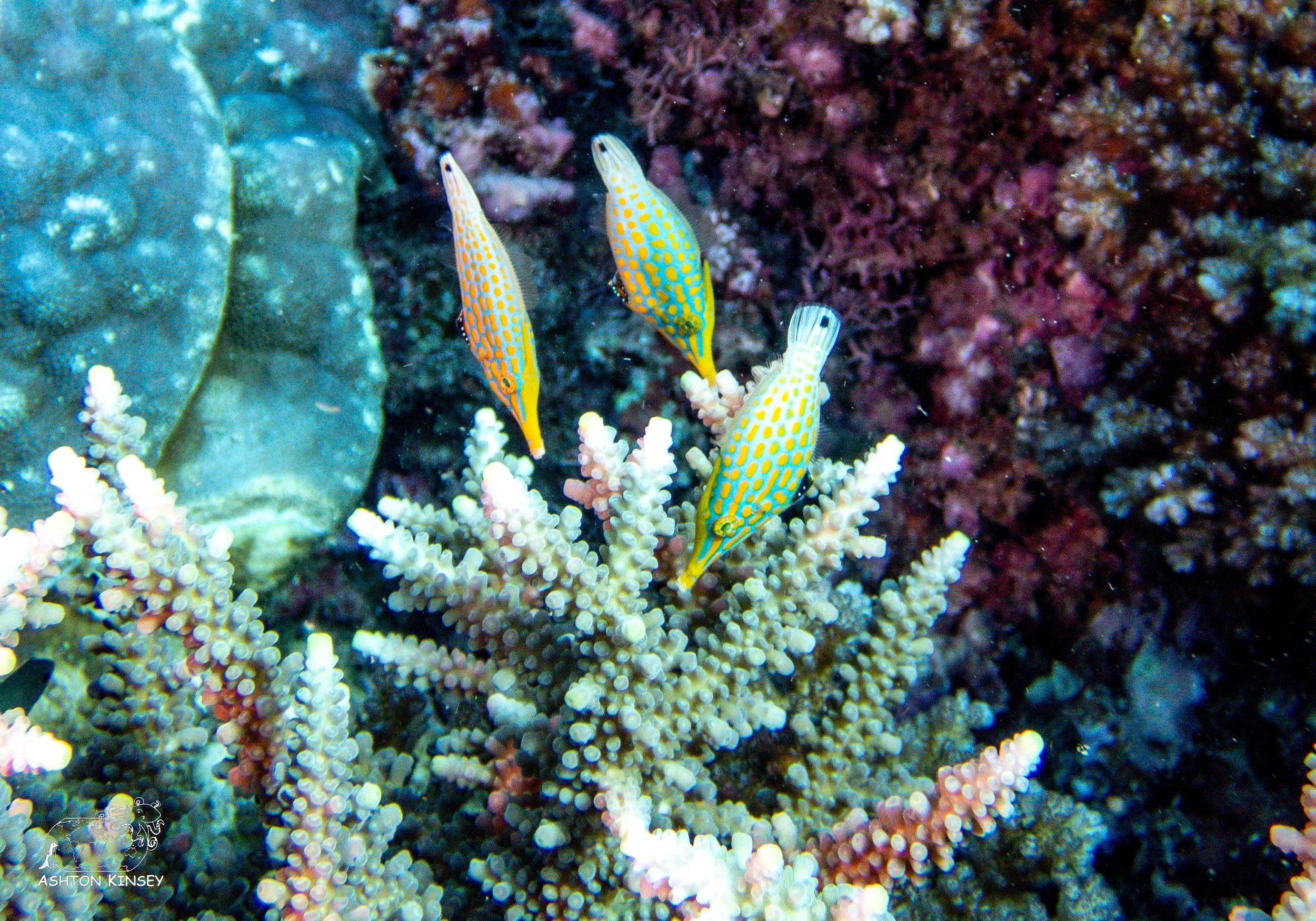 Deadmans Reef.jpg