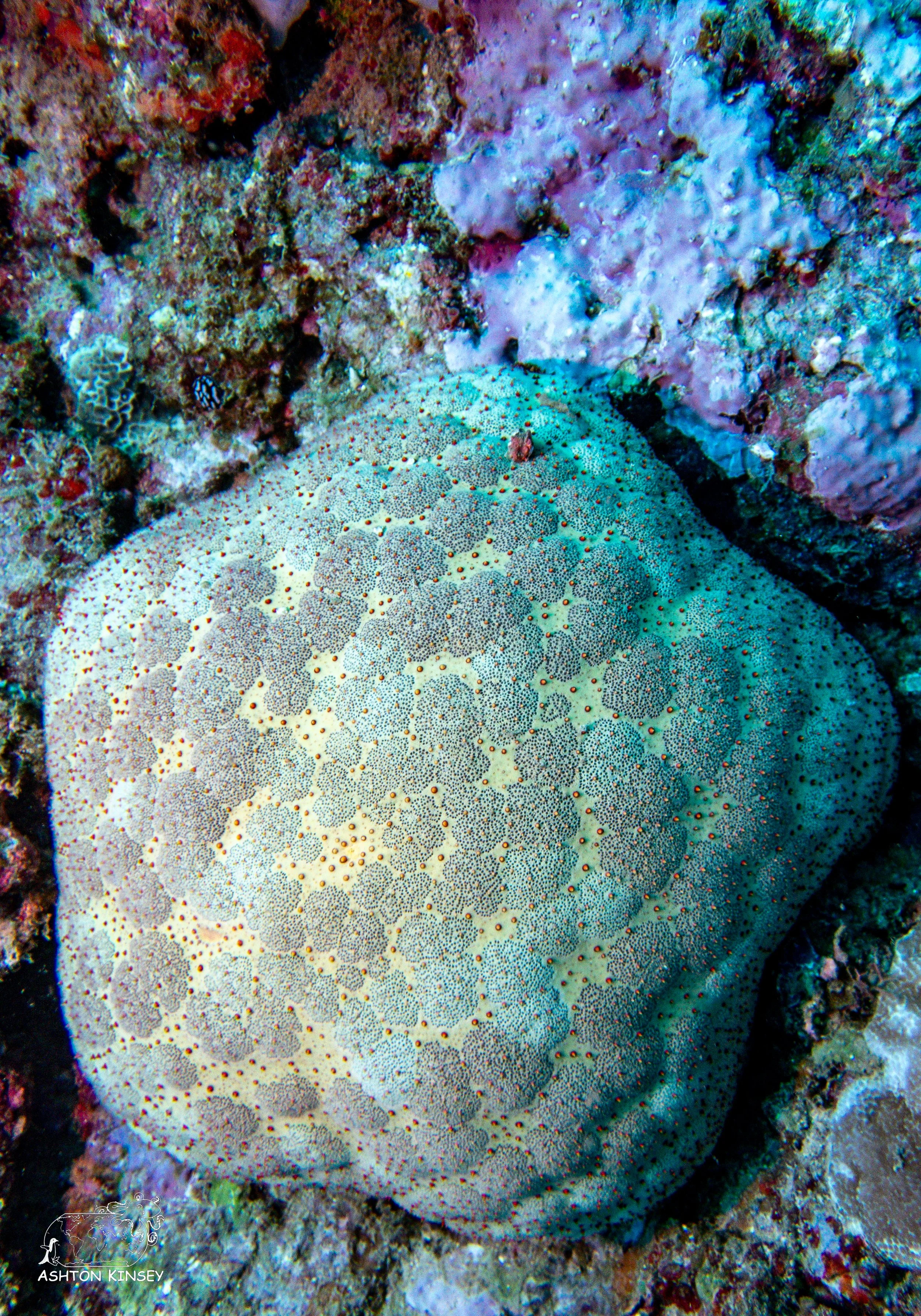 Deadmans Reef-2.jpg
