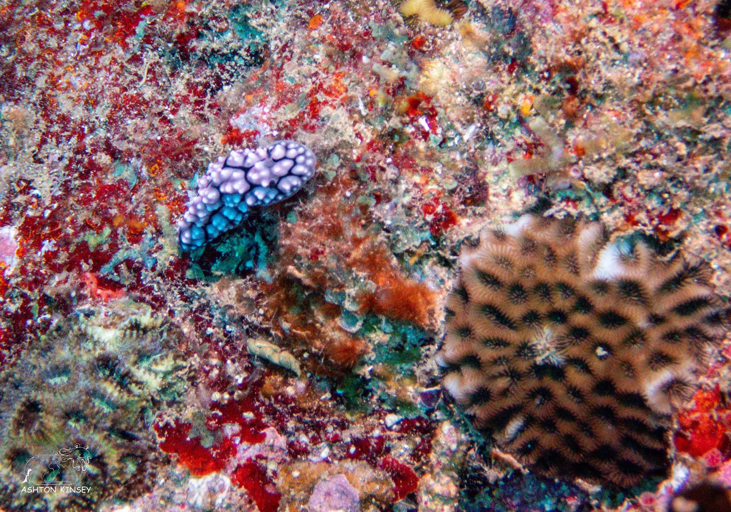 Deadmans Reef-3.jpg