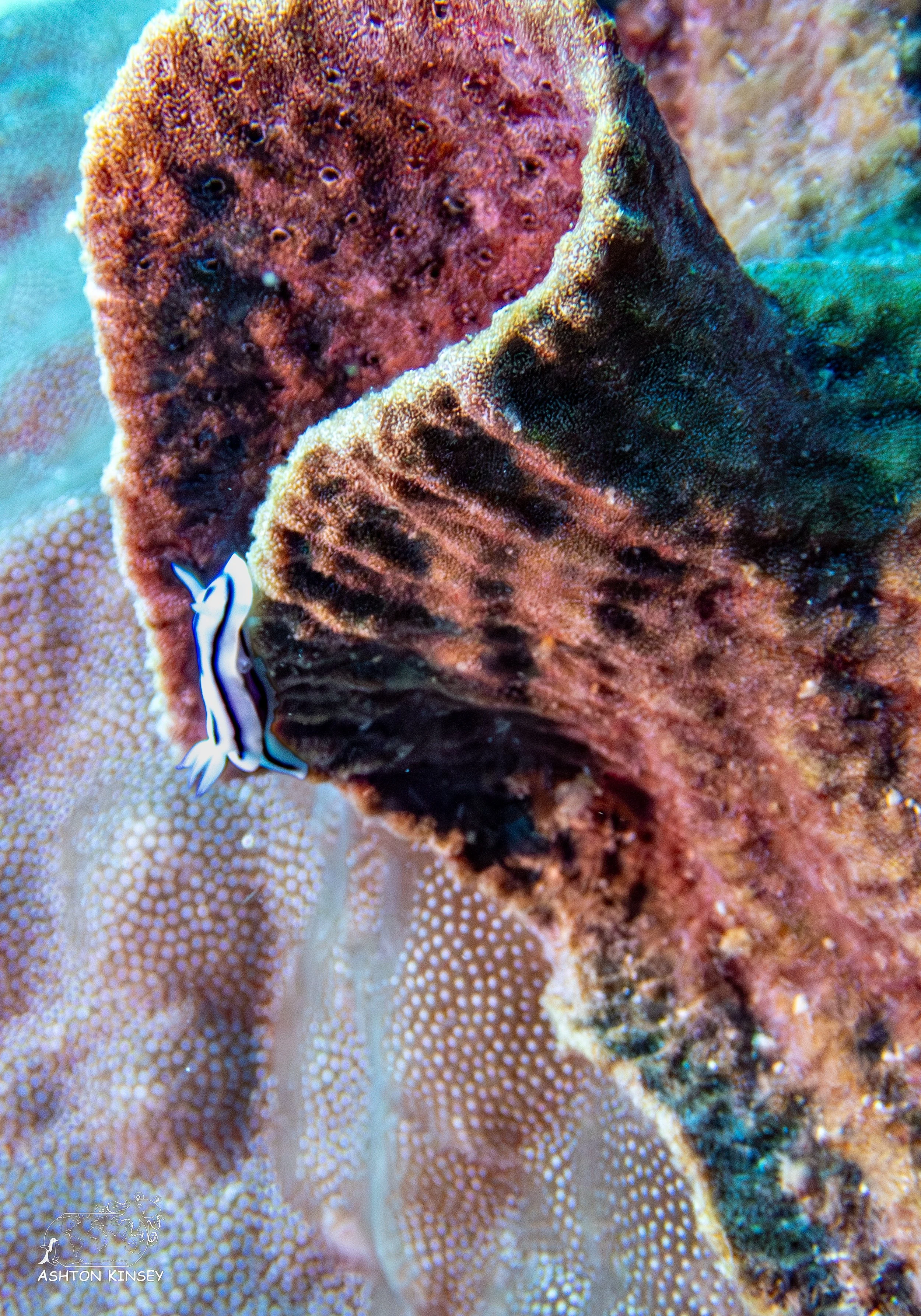 Deadmans Reef-4.jpg