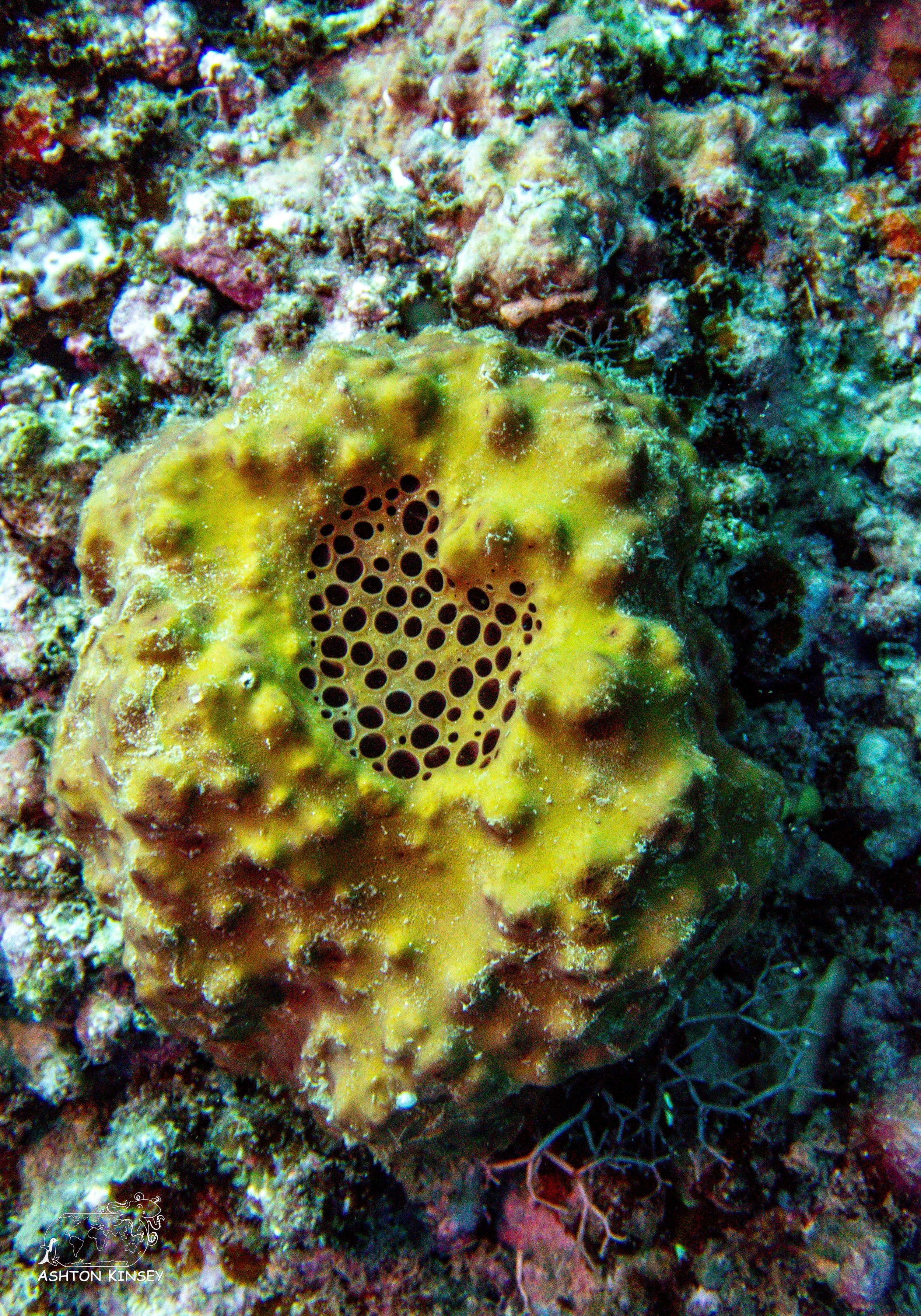 Deadmans Reef-5.jpg