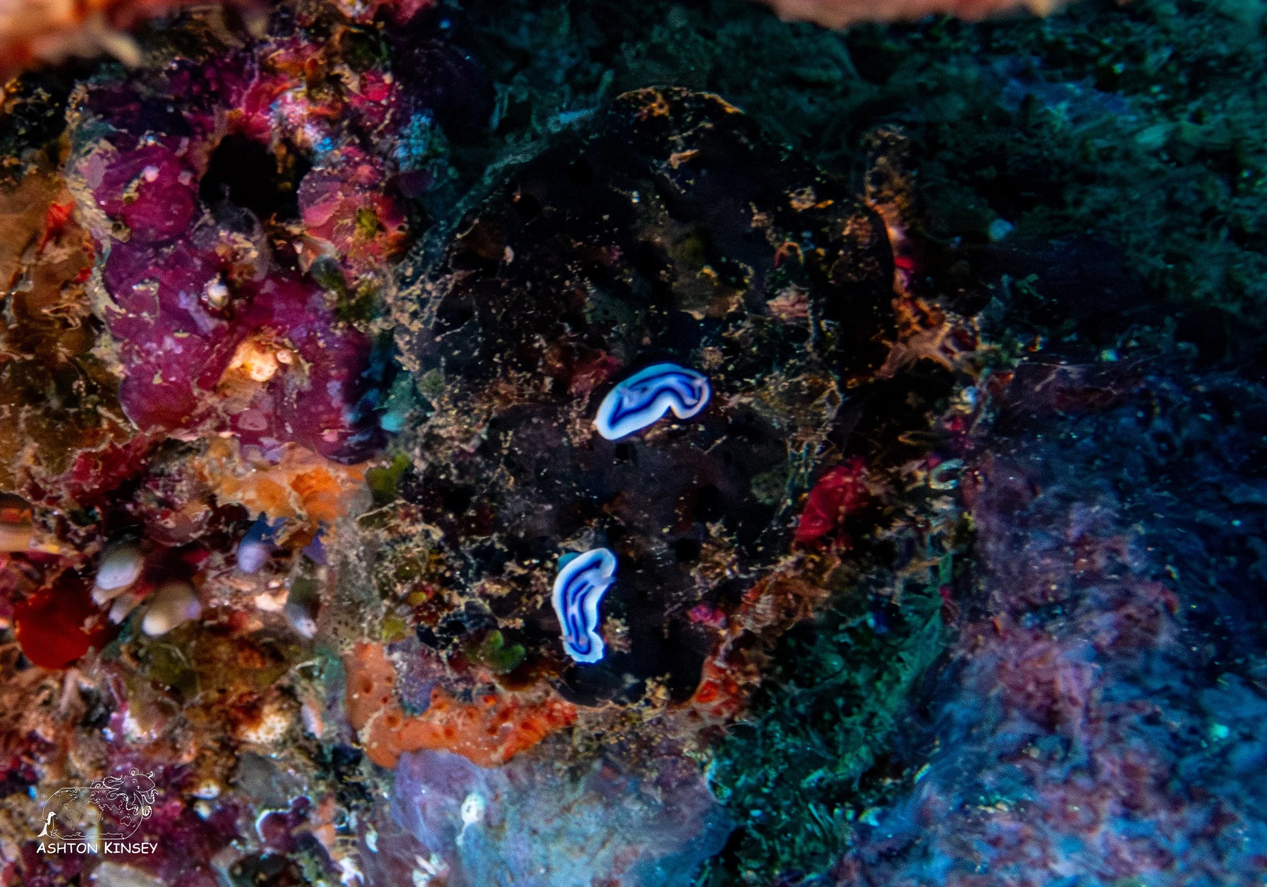 Deadmans Reef-7.jpg