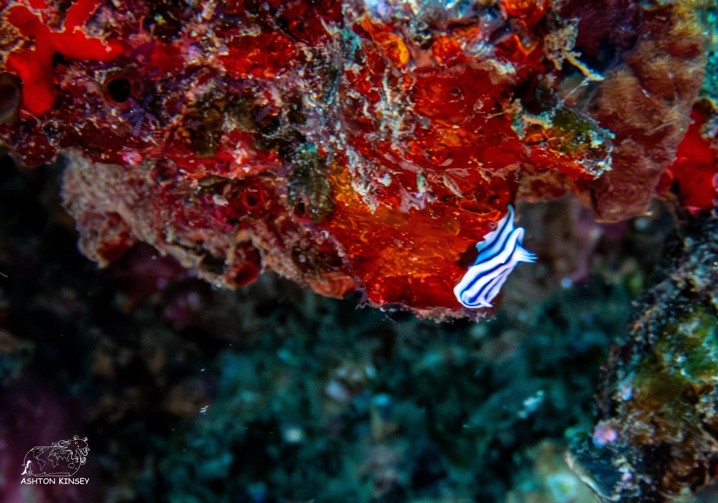 Deadmans Reef-8.jpg