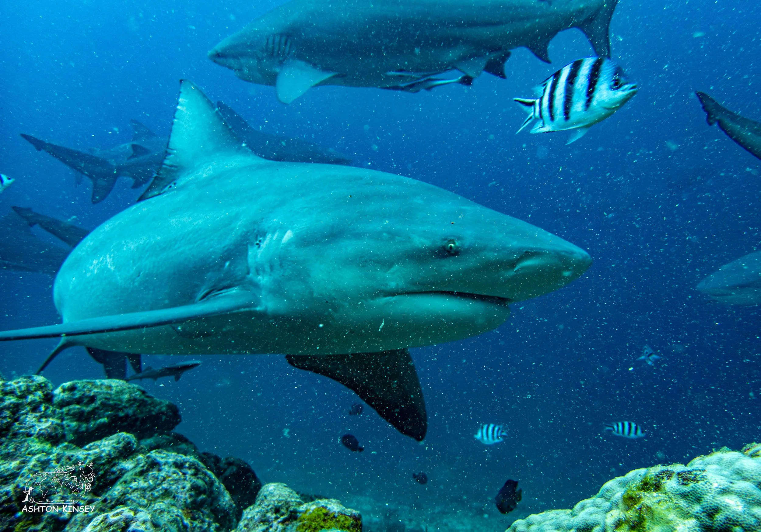Fast Tracked Fiji