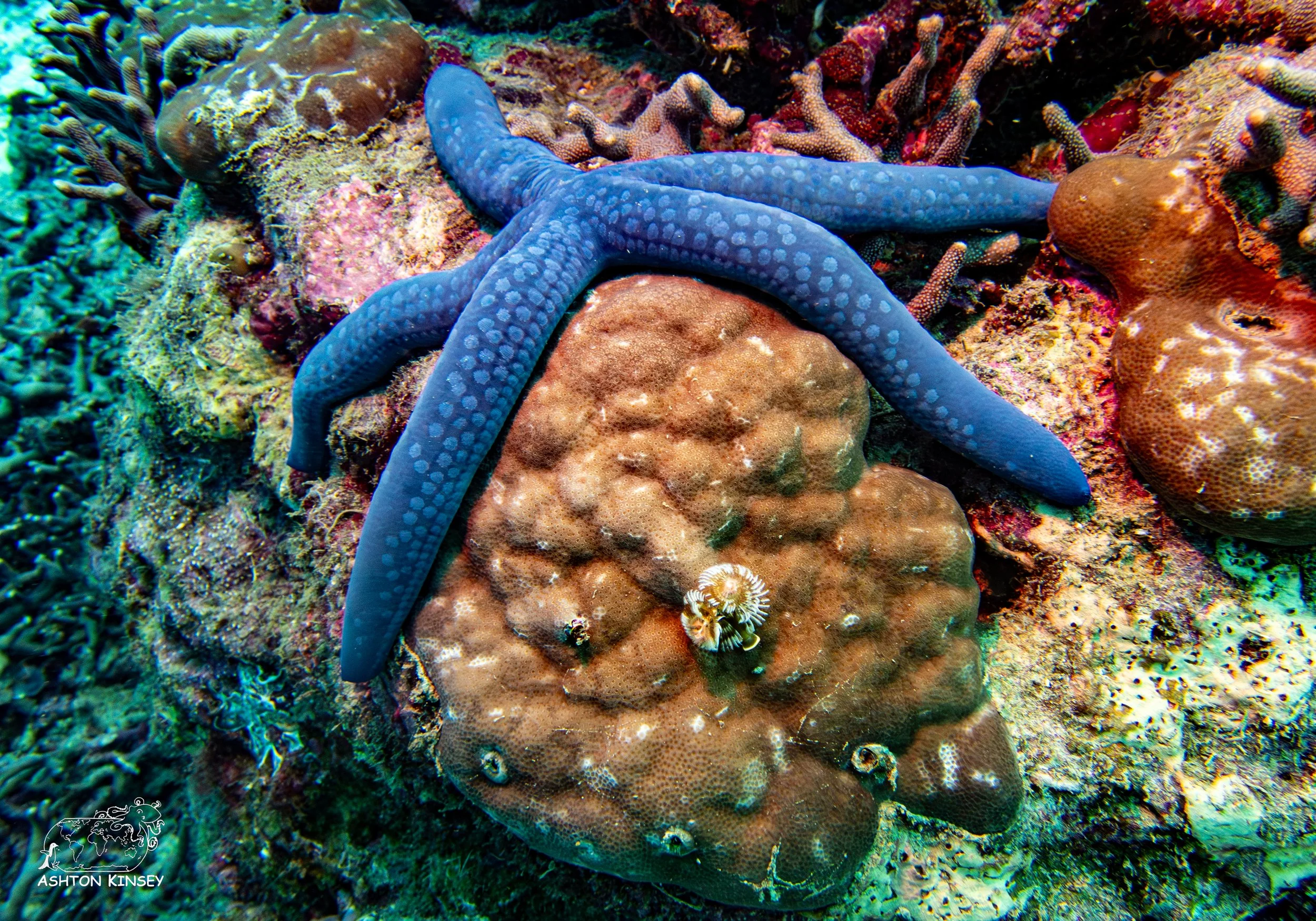Simon's Reef-2-2.jpg