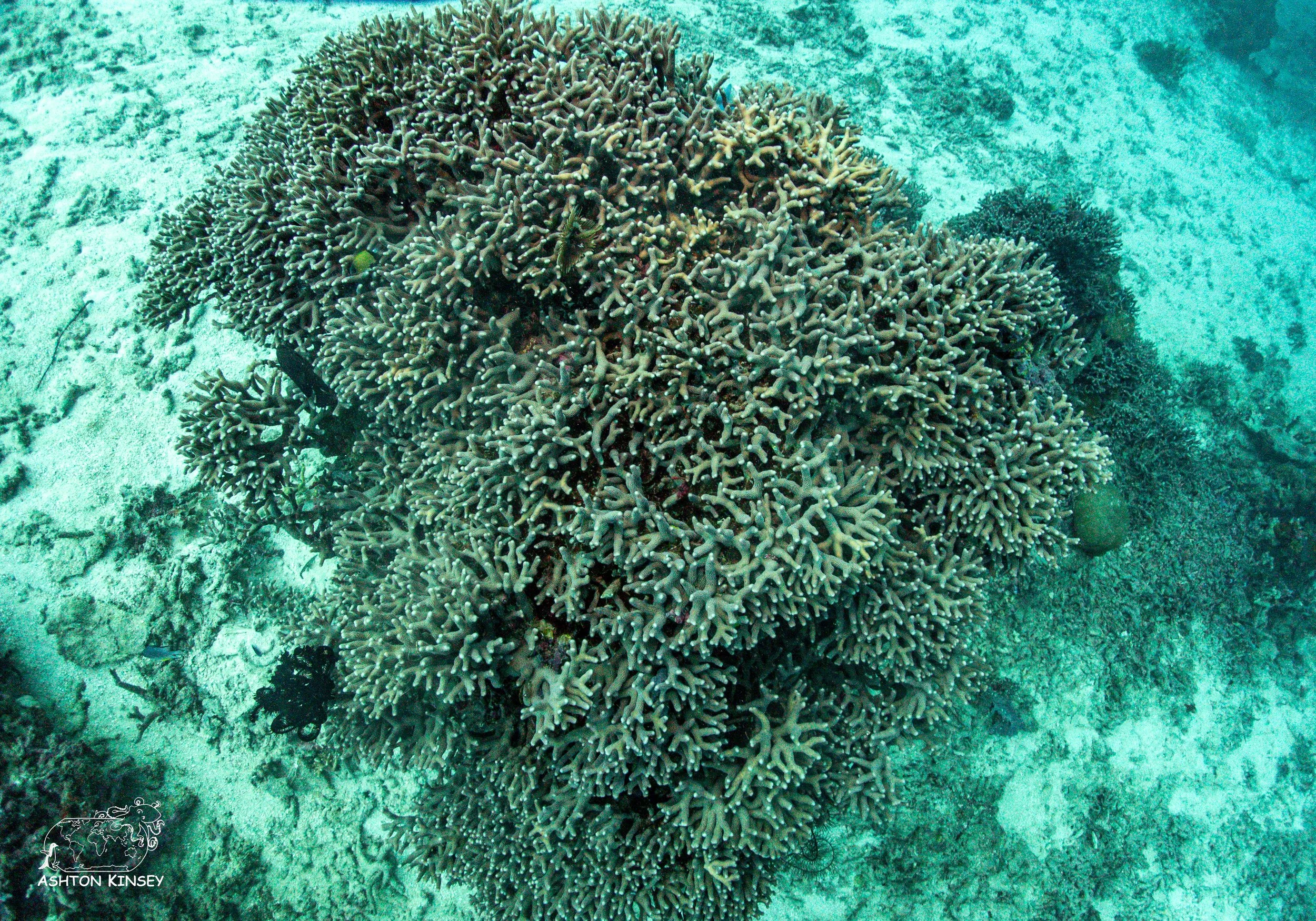 Simon's Reef-2.jpg