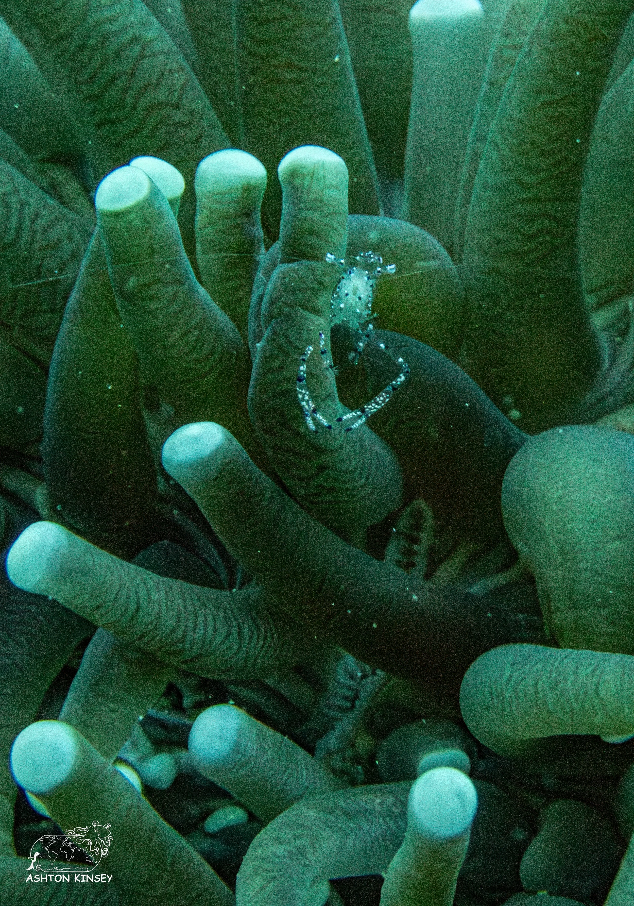 Simon's Reef-3.jpg