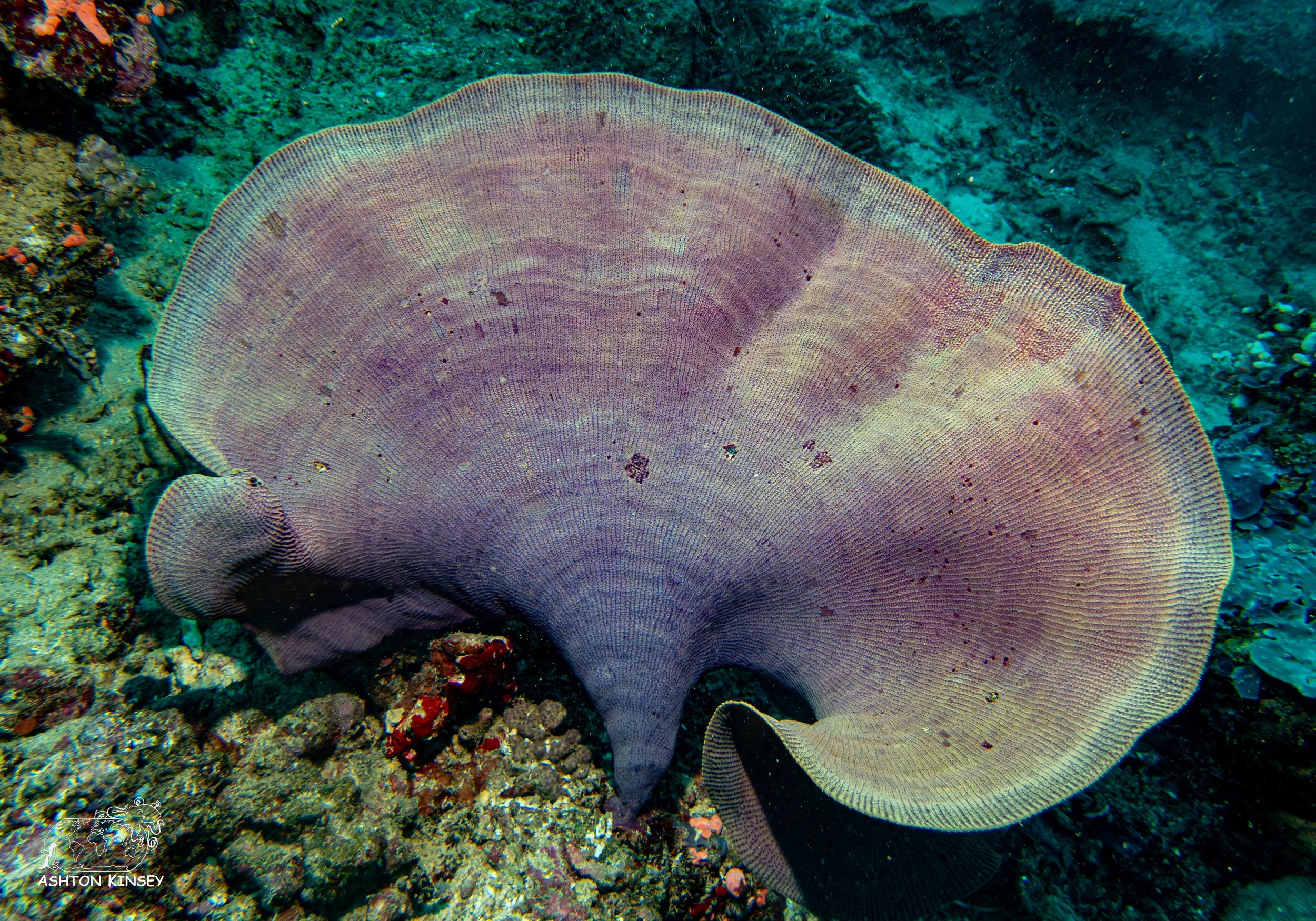 Simon's Reef-4.jpg