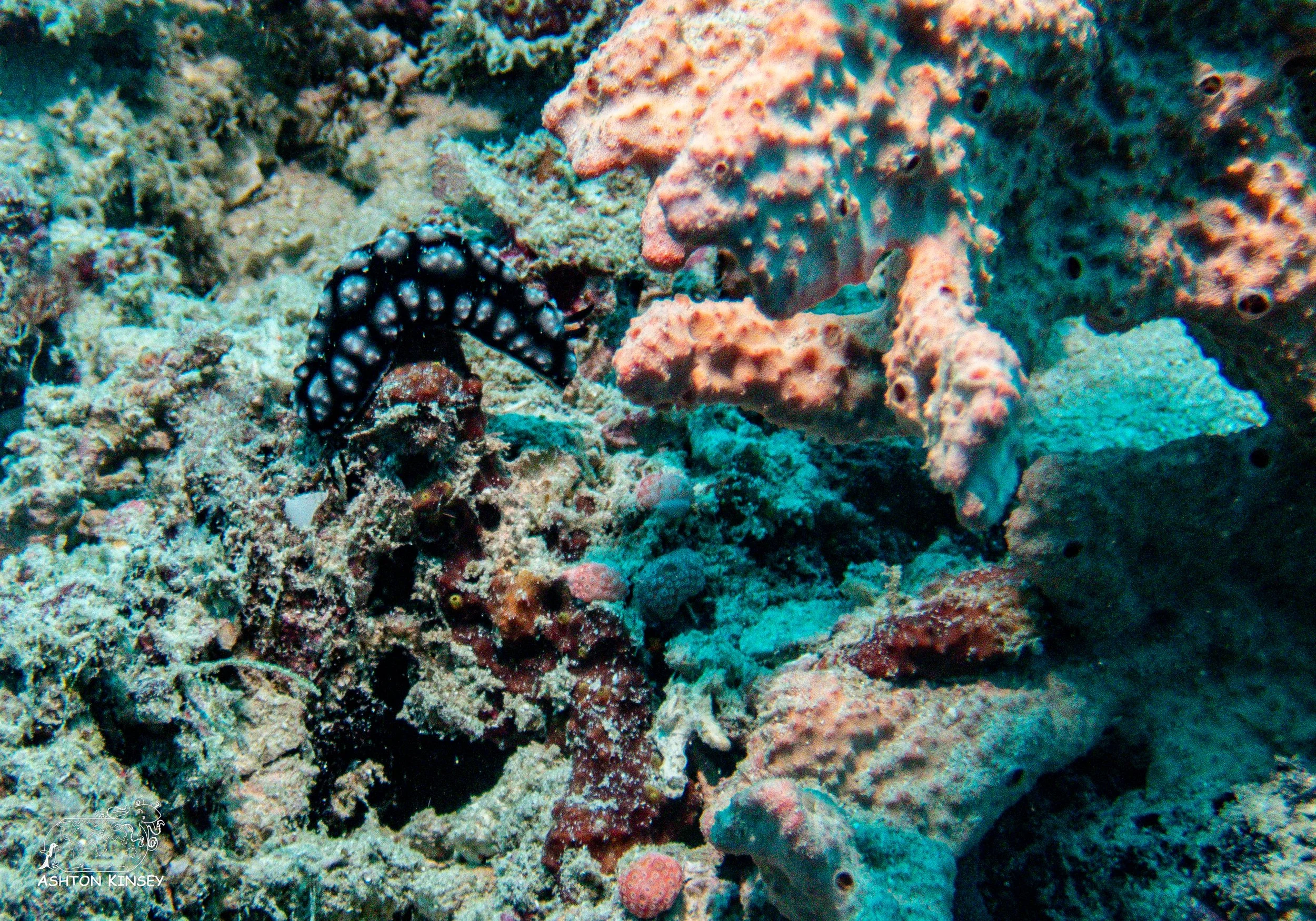 Simon's Reef-5.jpg