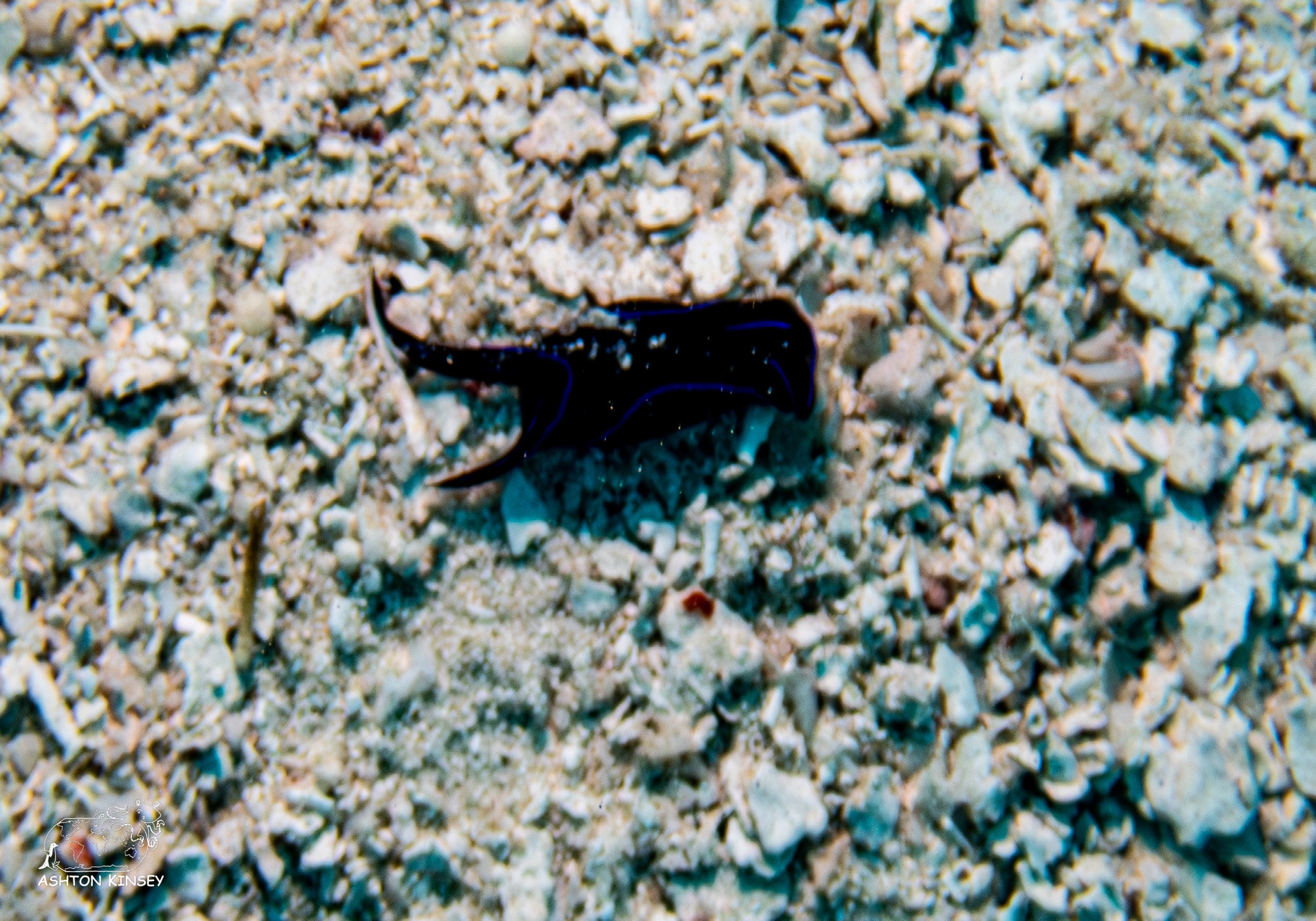 Simon's Reef-10.jpg