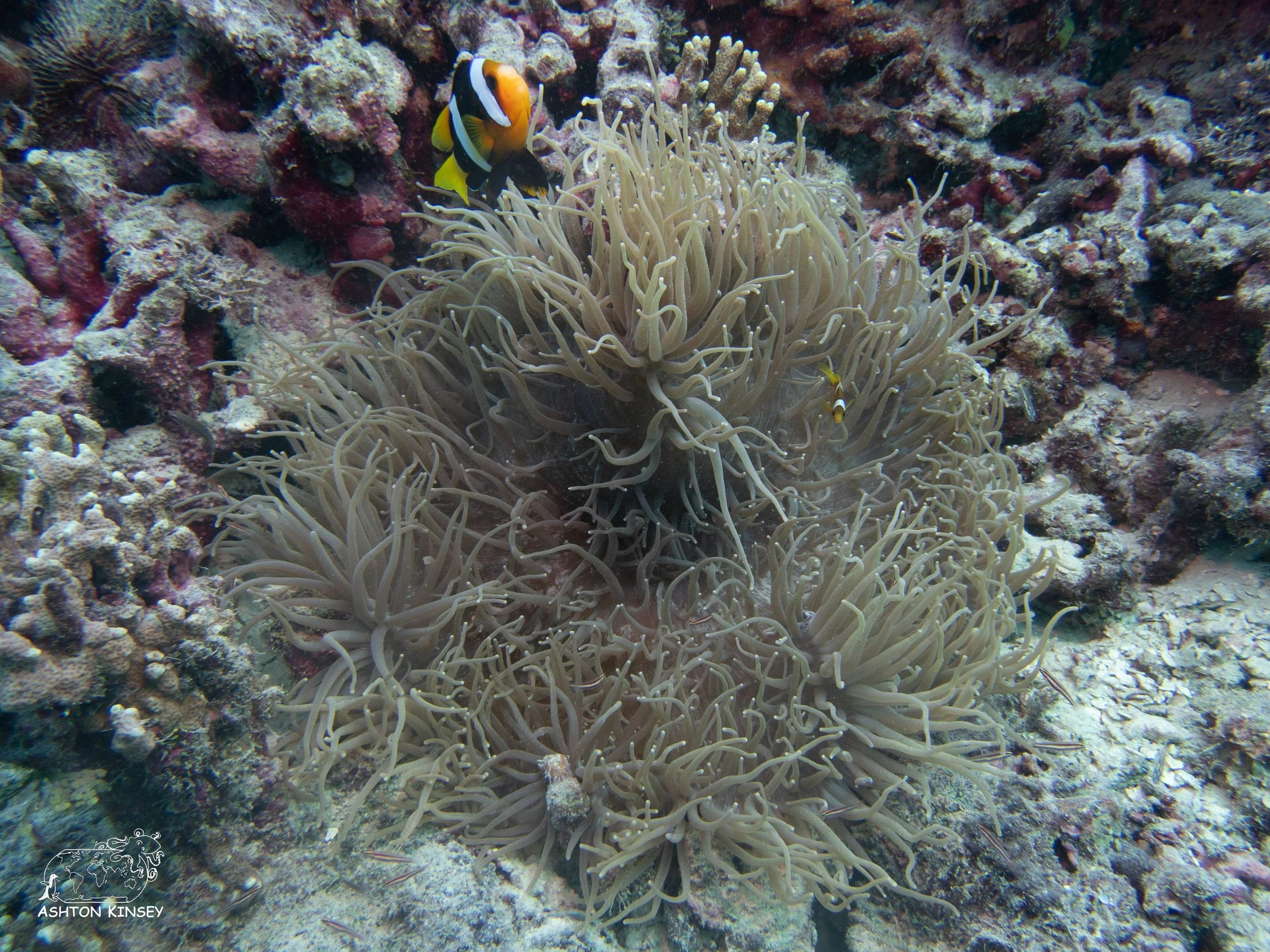 Simon's Reef-11.jpg