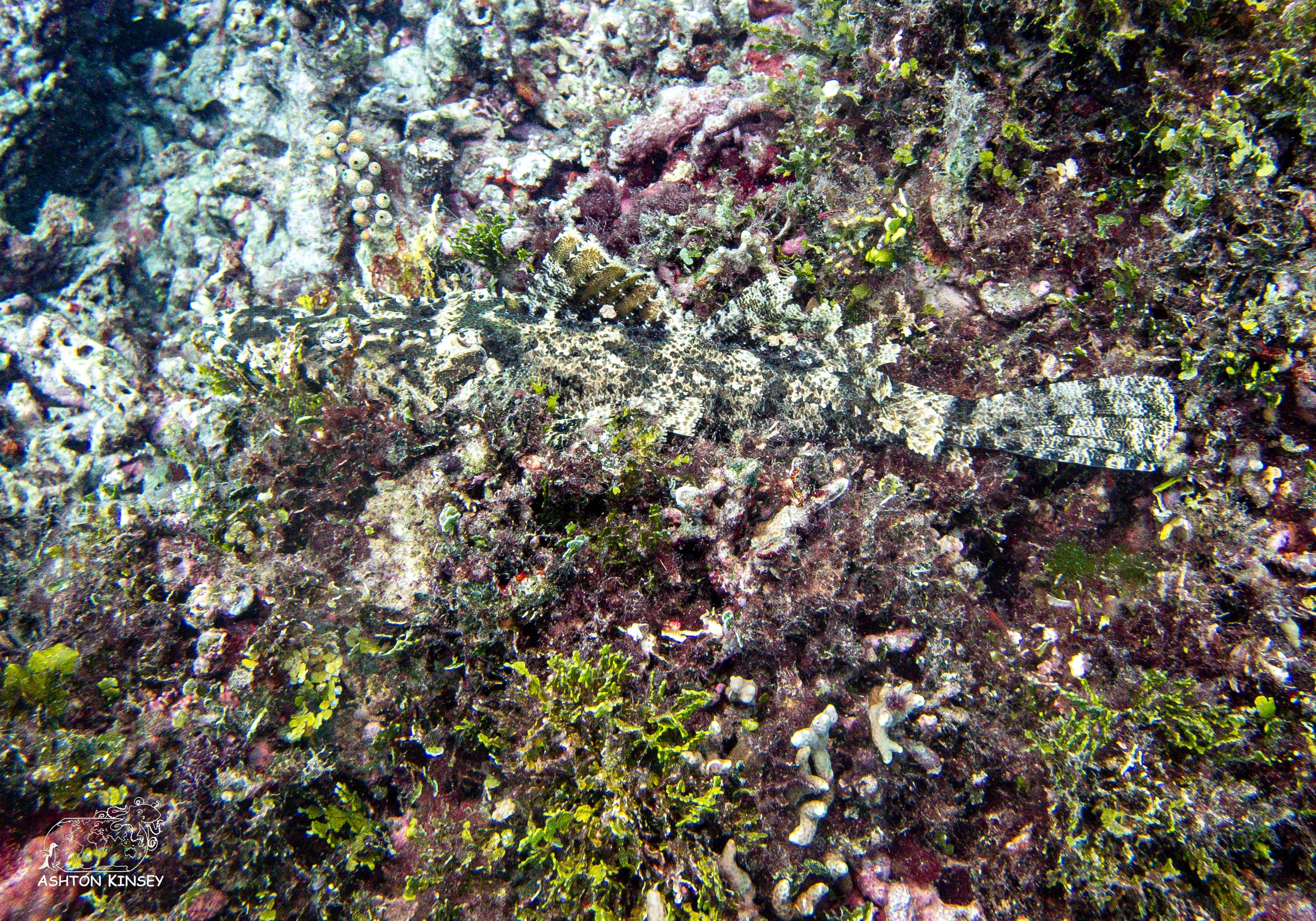 Simon's Reef-12.jpg