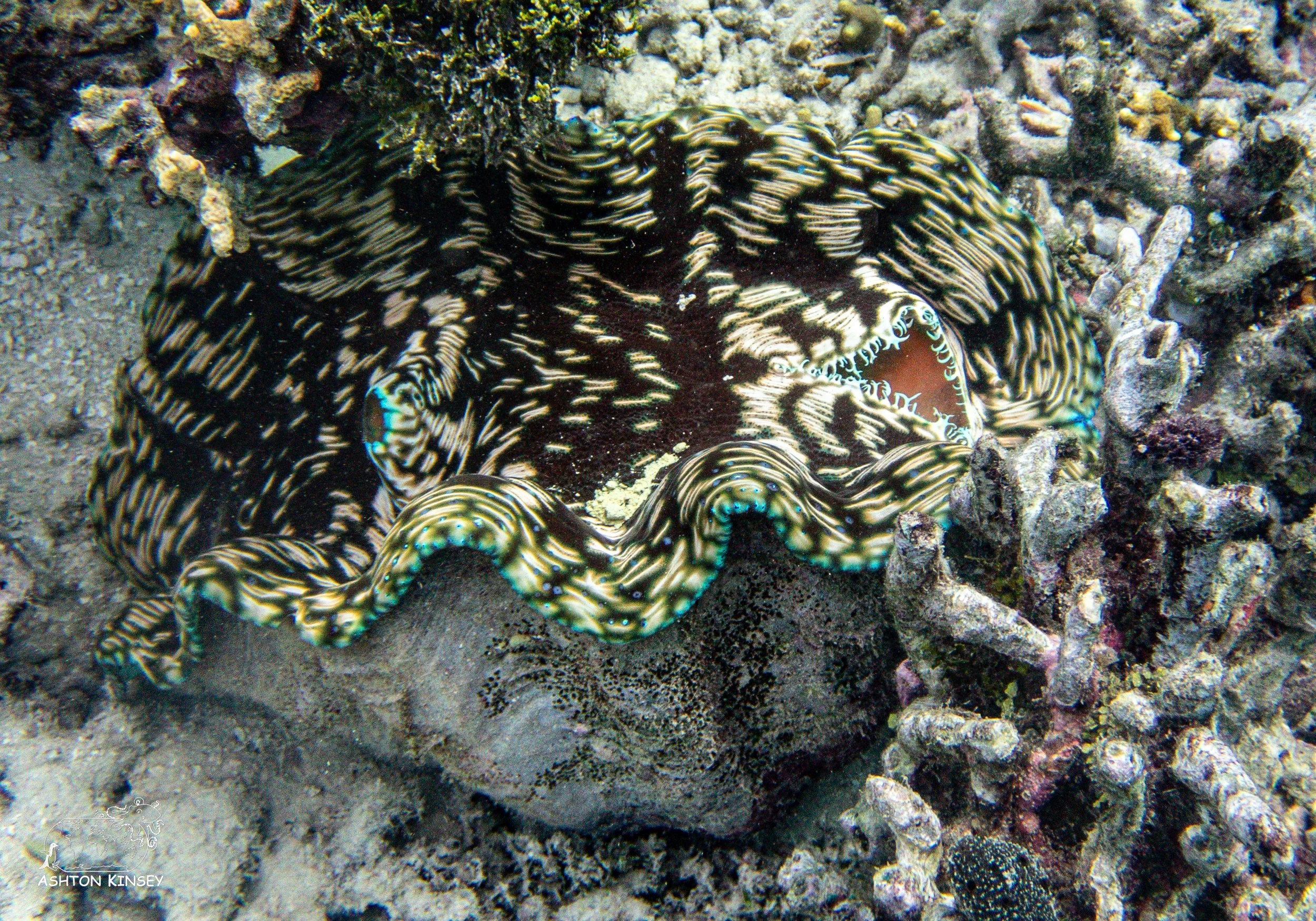 Simon's Reef-13.jpg