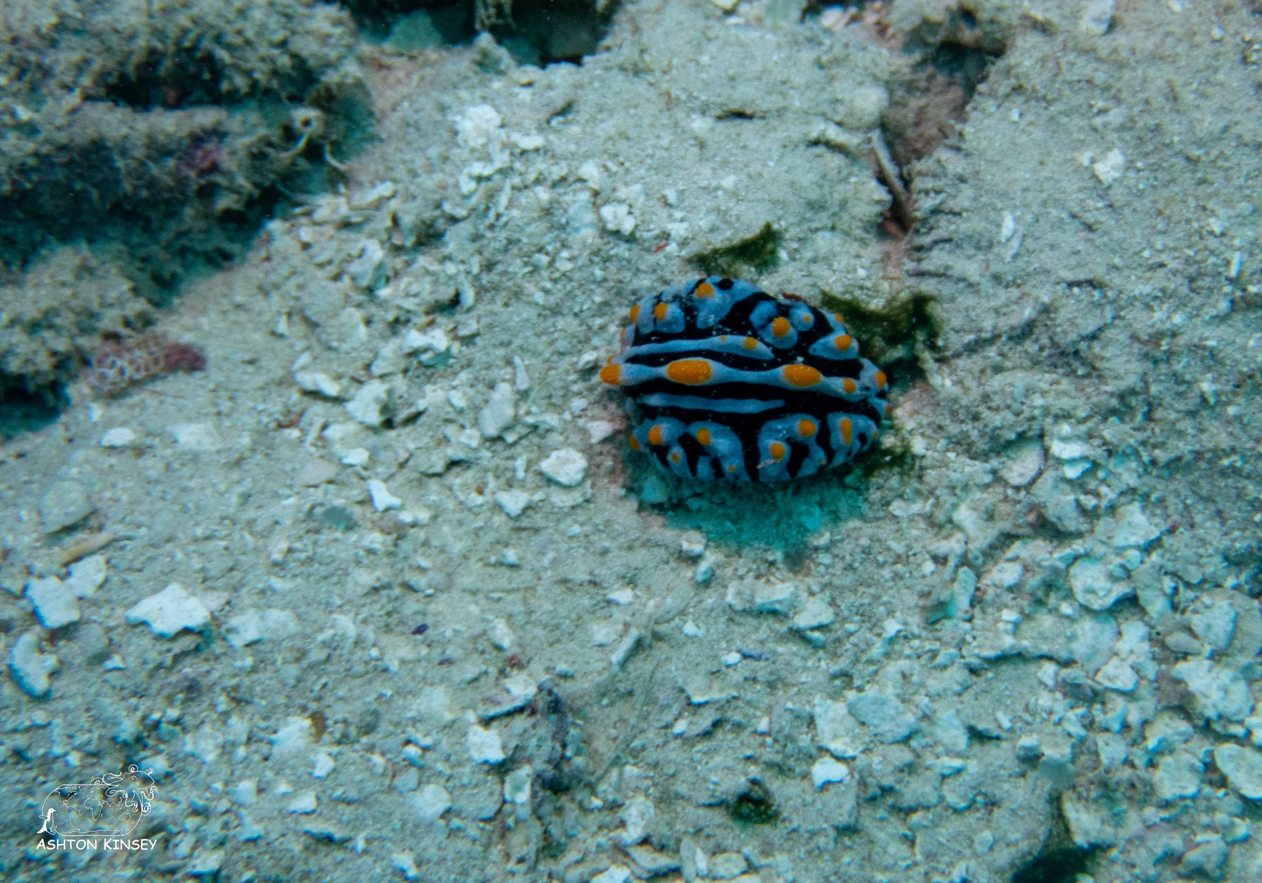 Simon's Reef-14.jpg