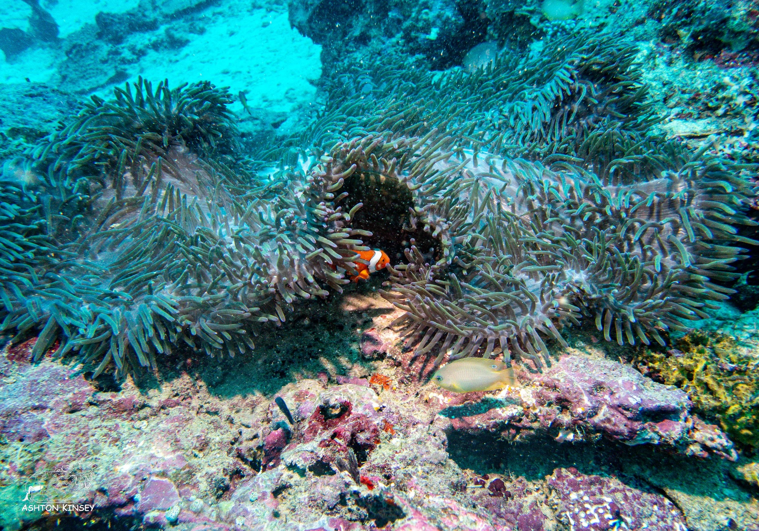 Simon's Reef-7.jpg