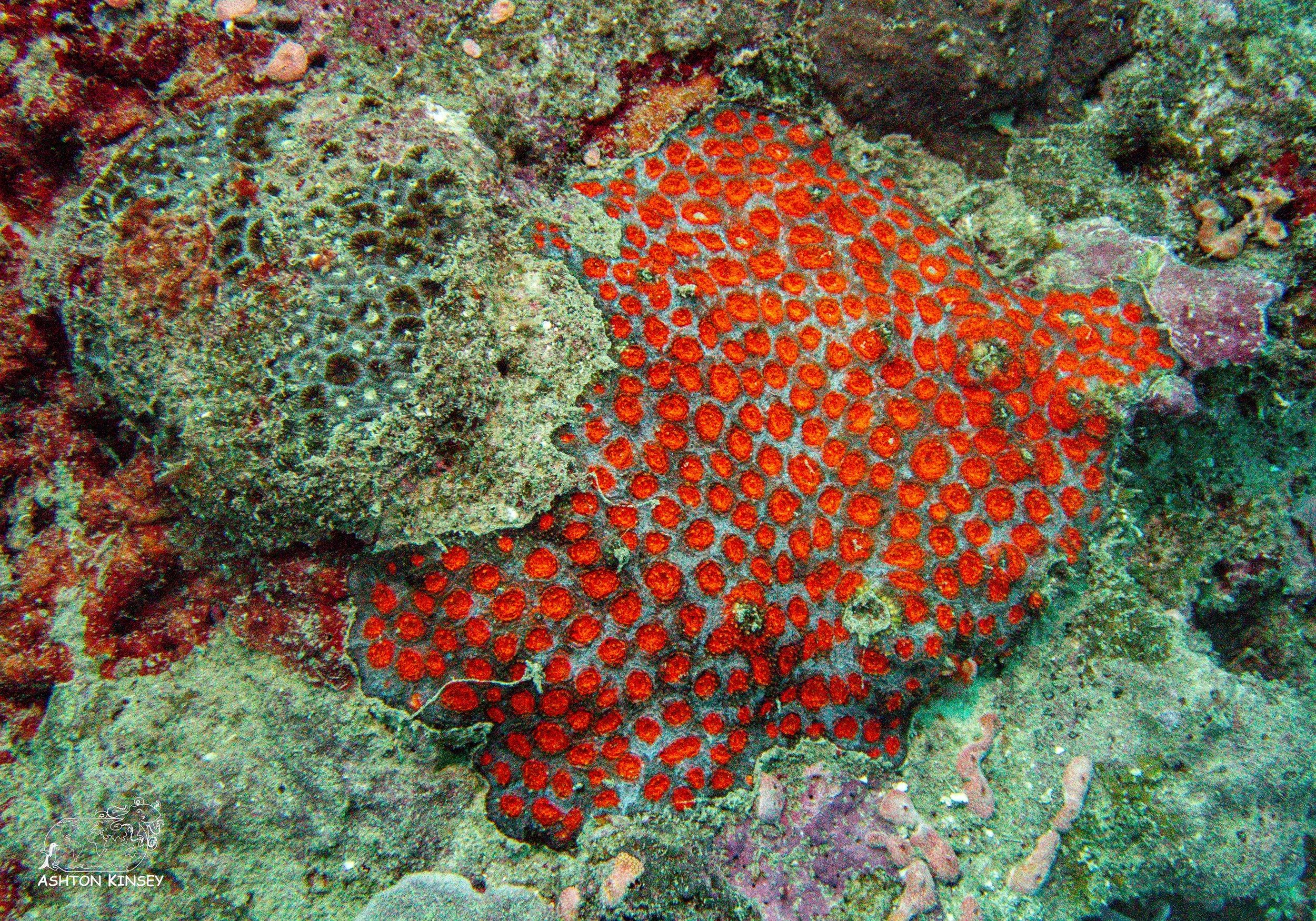 Simon's Reef-6.jpg