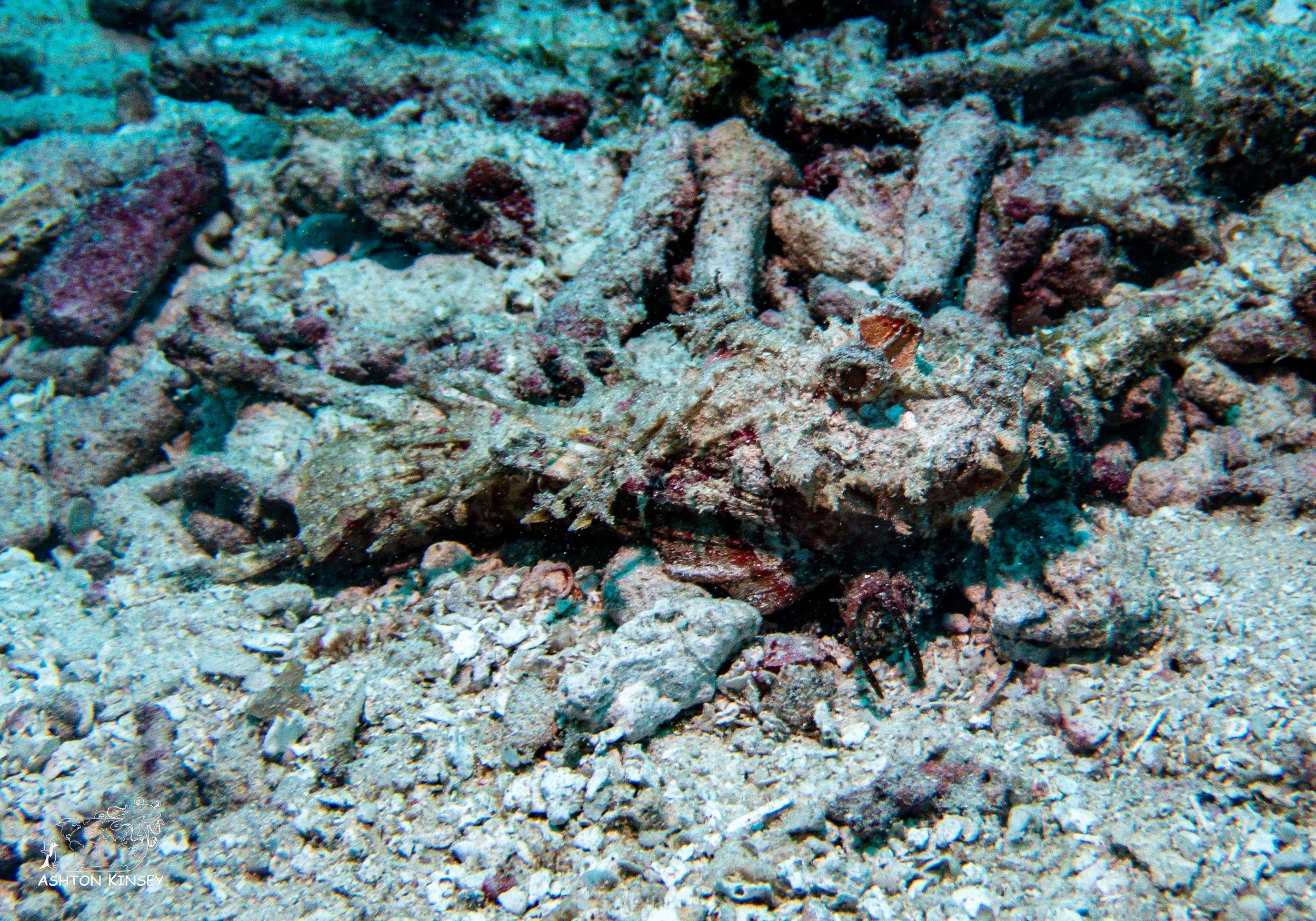 Simon's Reef-9.jpg