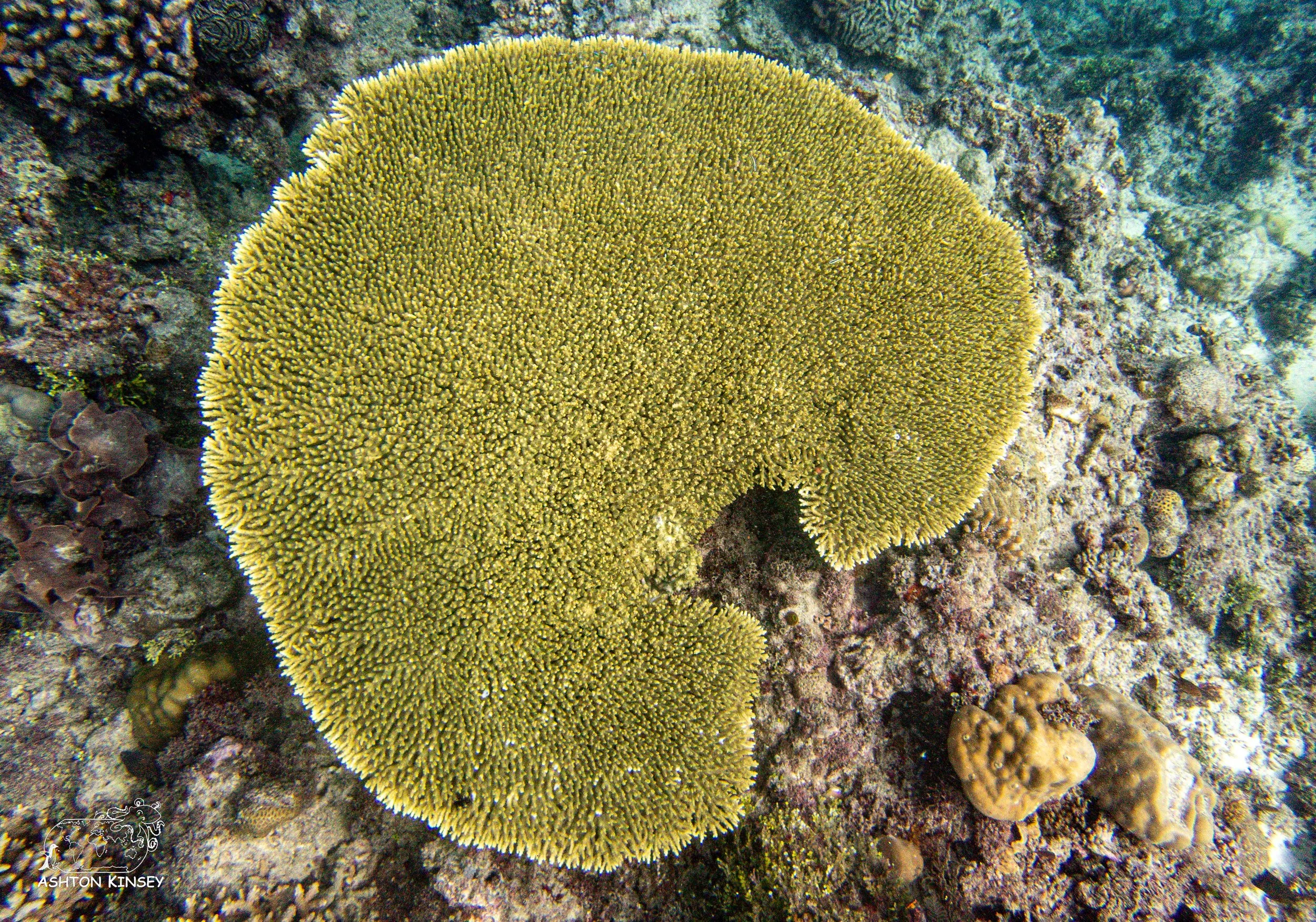 Kovuhika-17.jpg