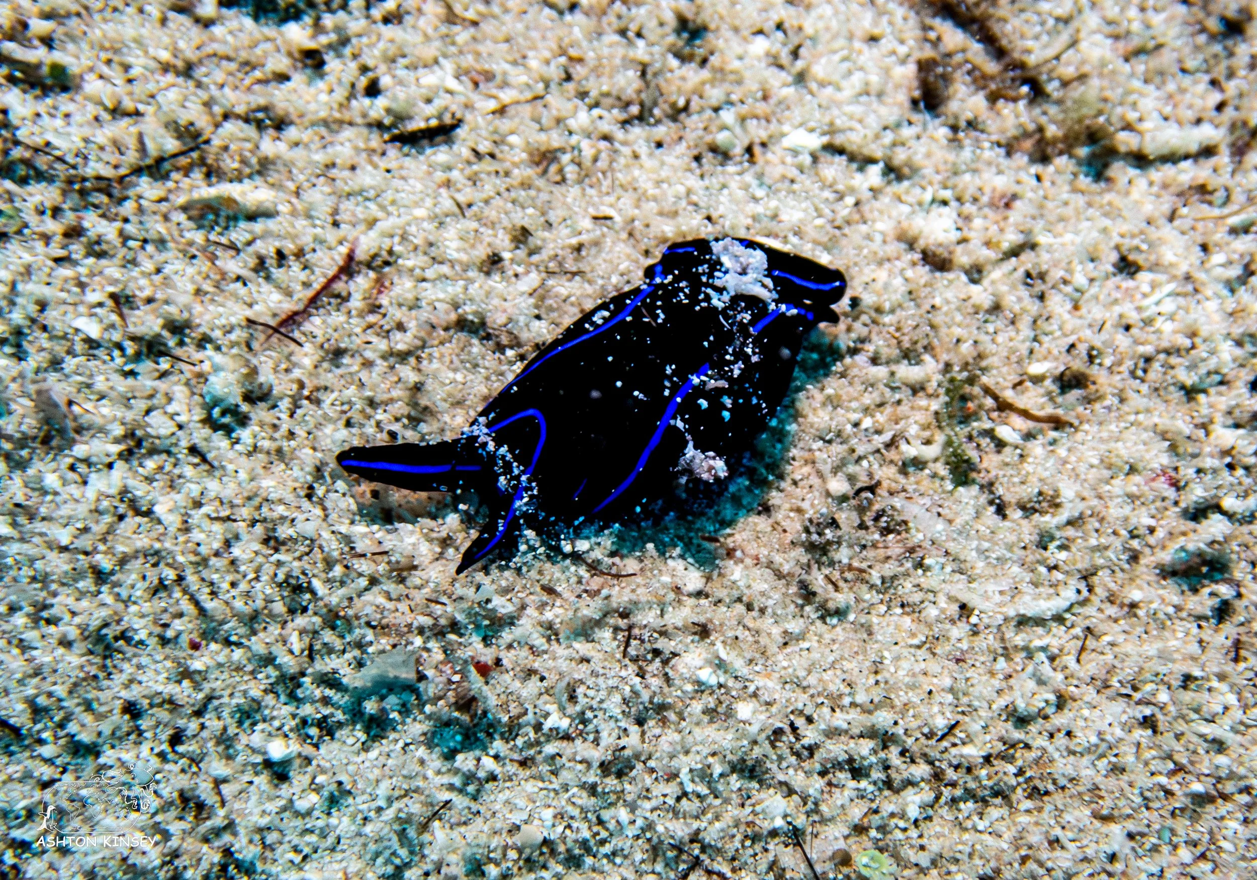 Maravagi-5.jpg