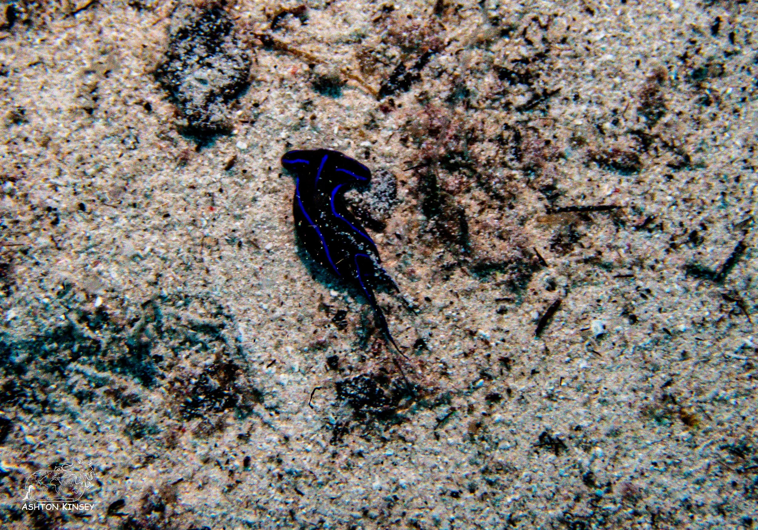 Maravagi-6.jpg