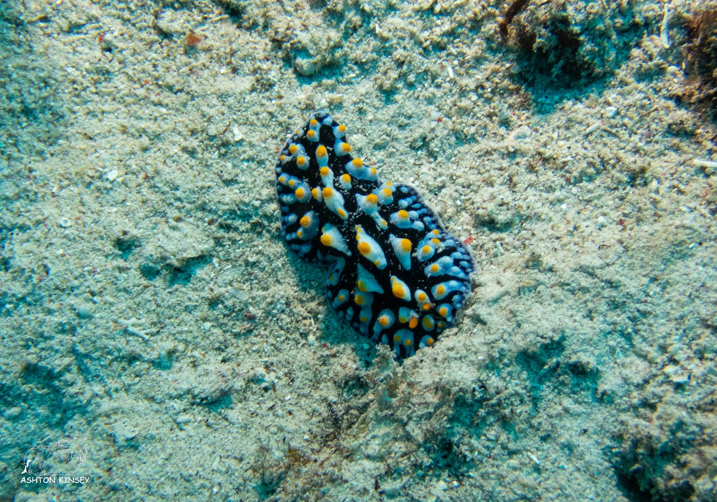 Maravagi-9.jpg