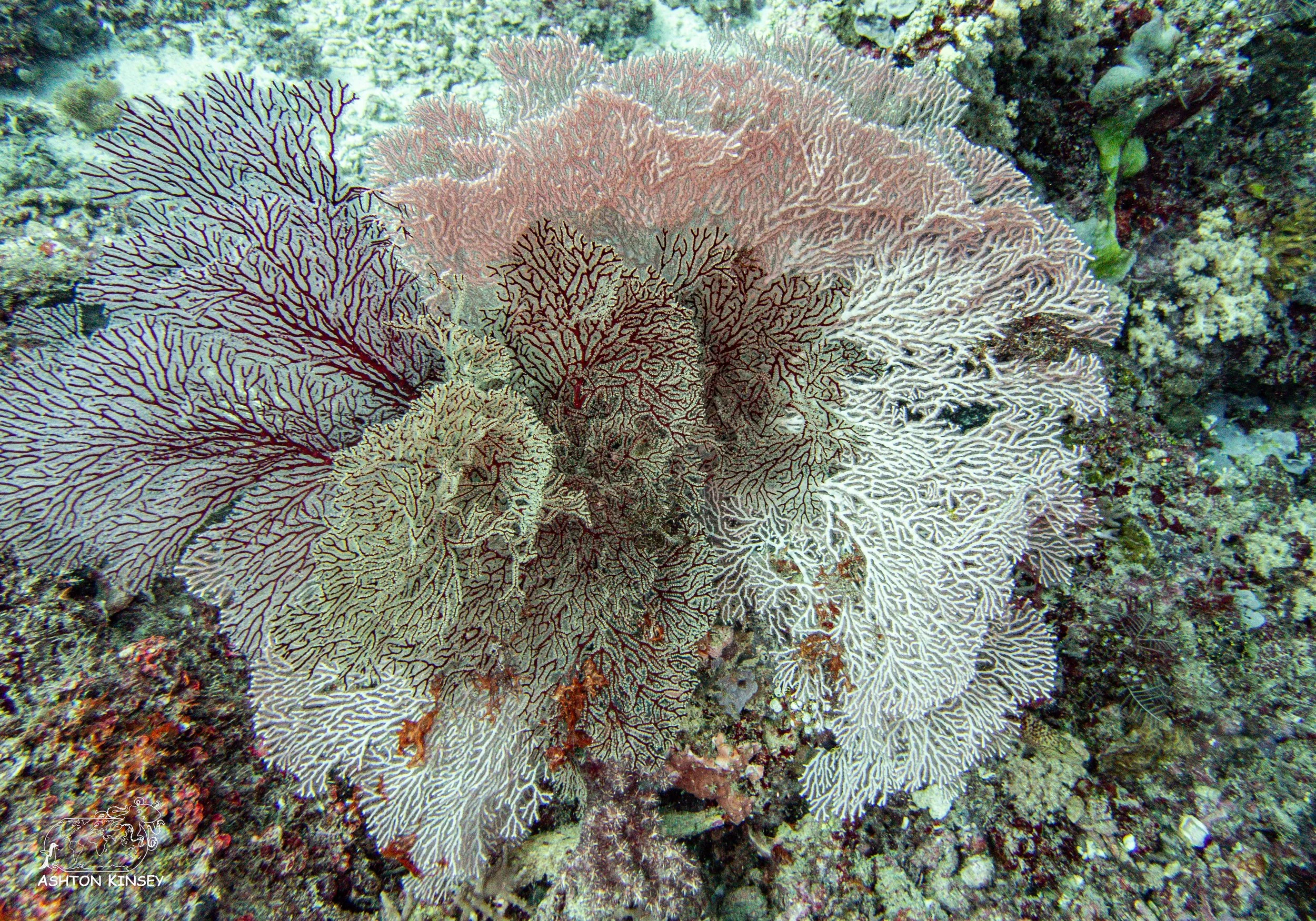 Tanavula Point.jpg