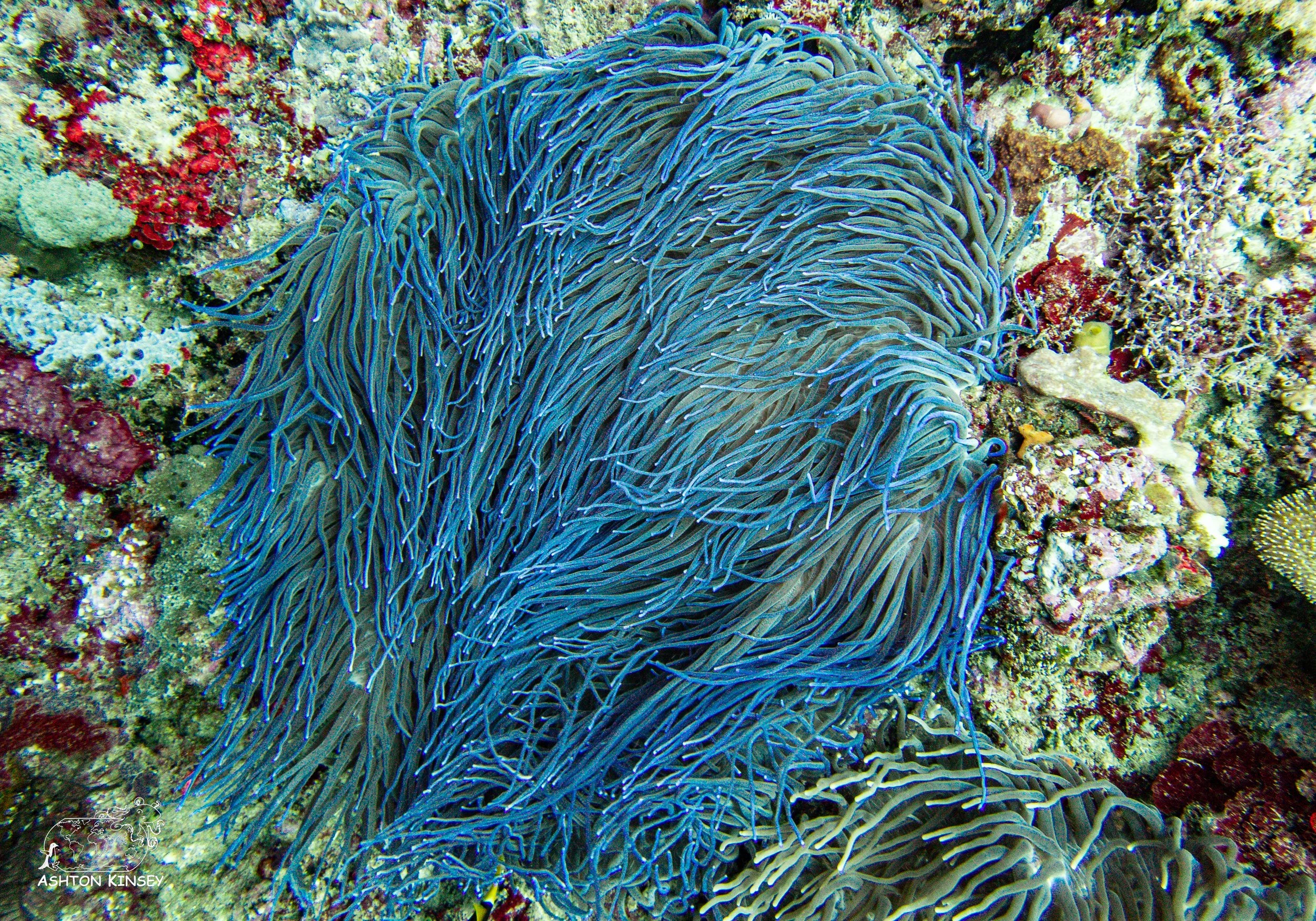 Tanavula Point-2.jpg