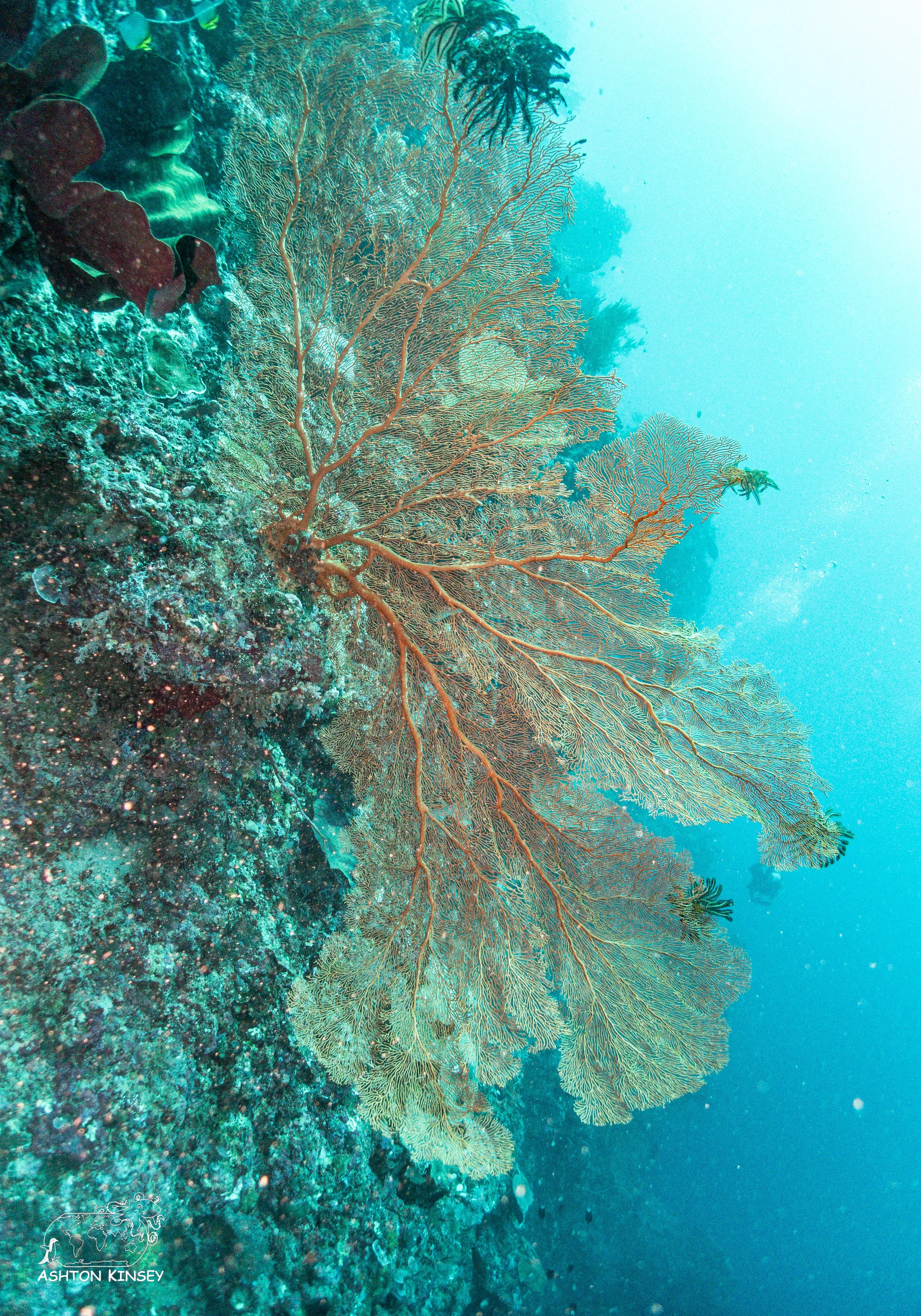 Tanavula Point-6.jpg