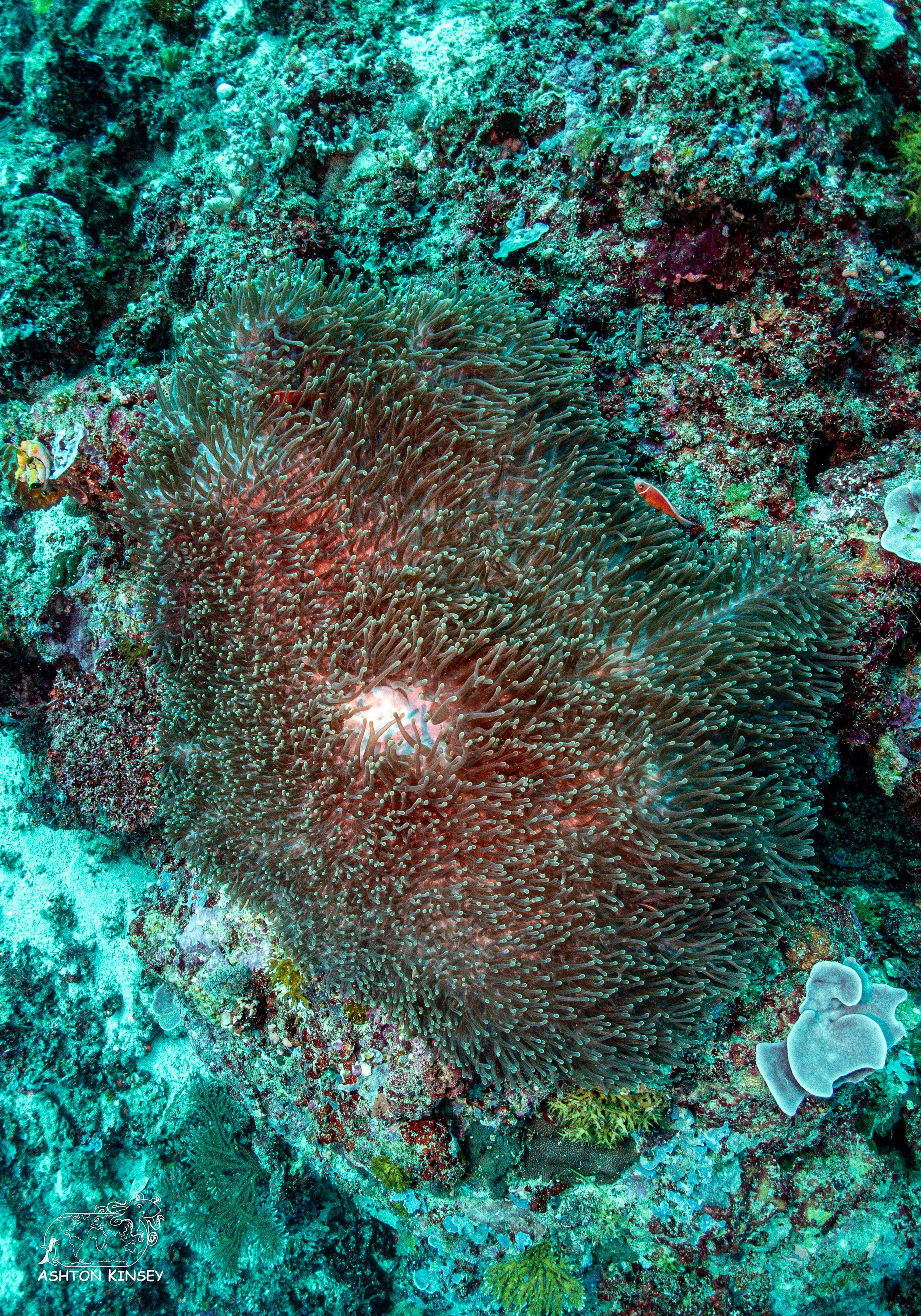 Tanavula Point-7.jpg