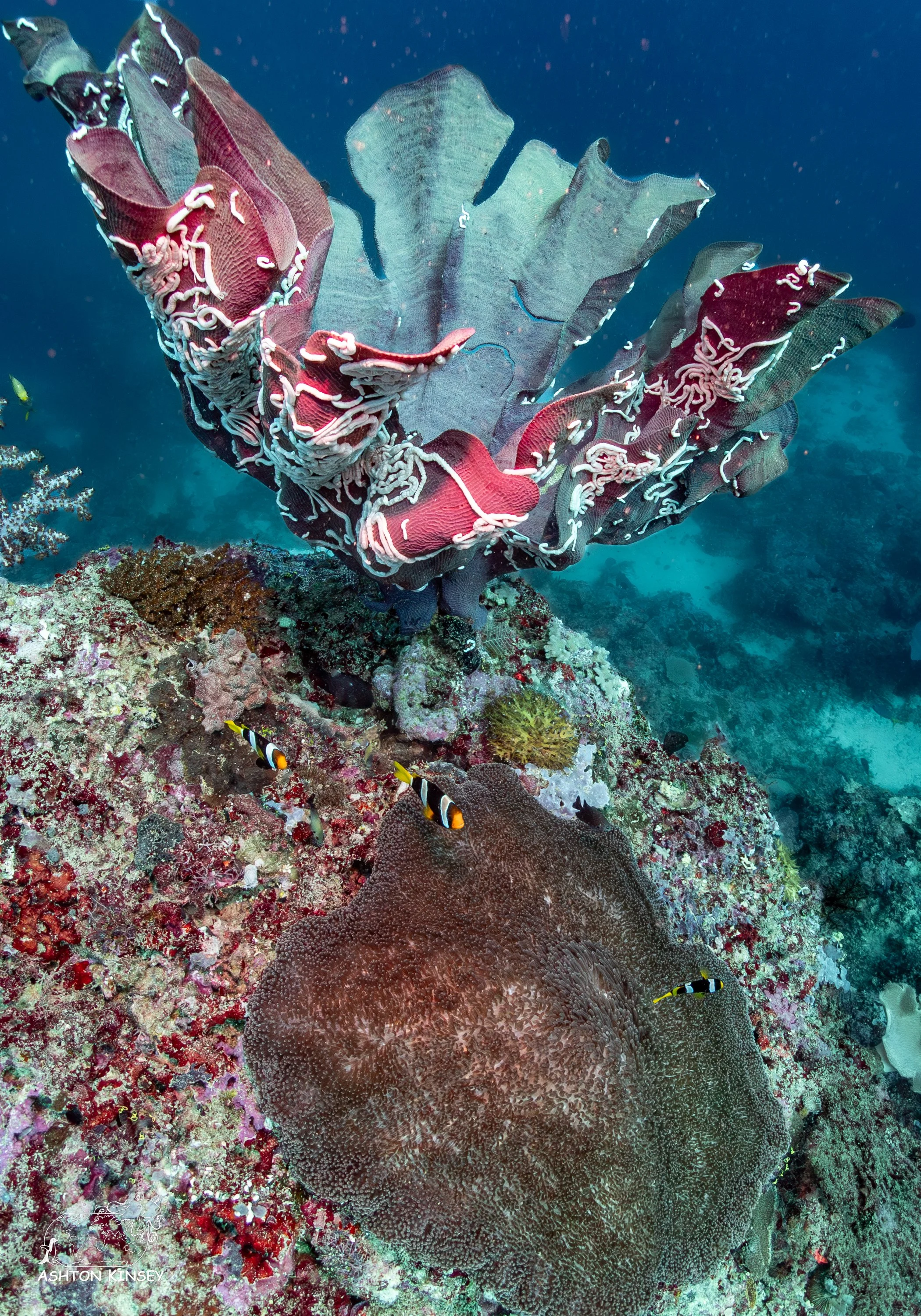 Tanavula Point-9.jpg