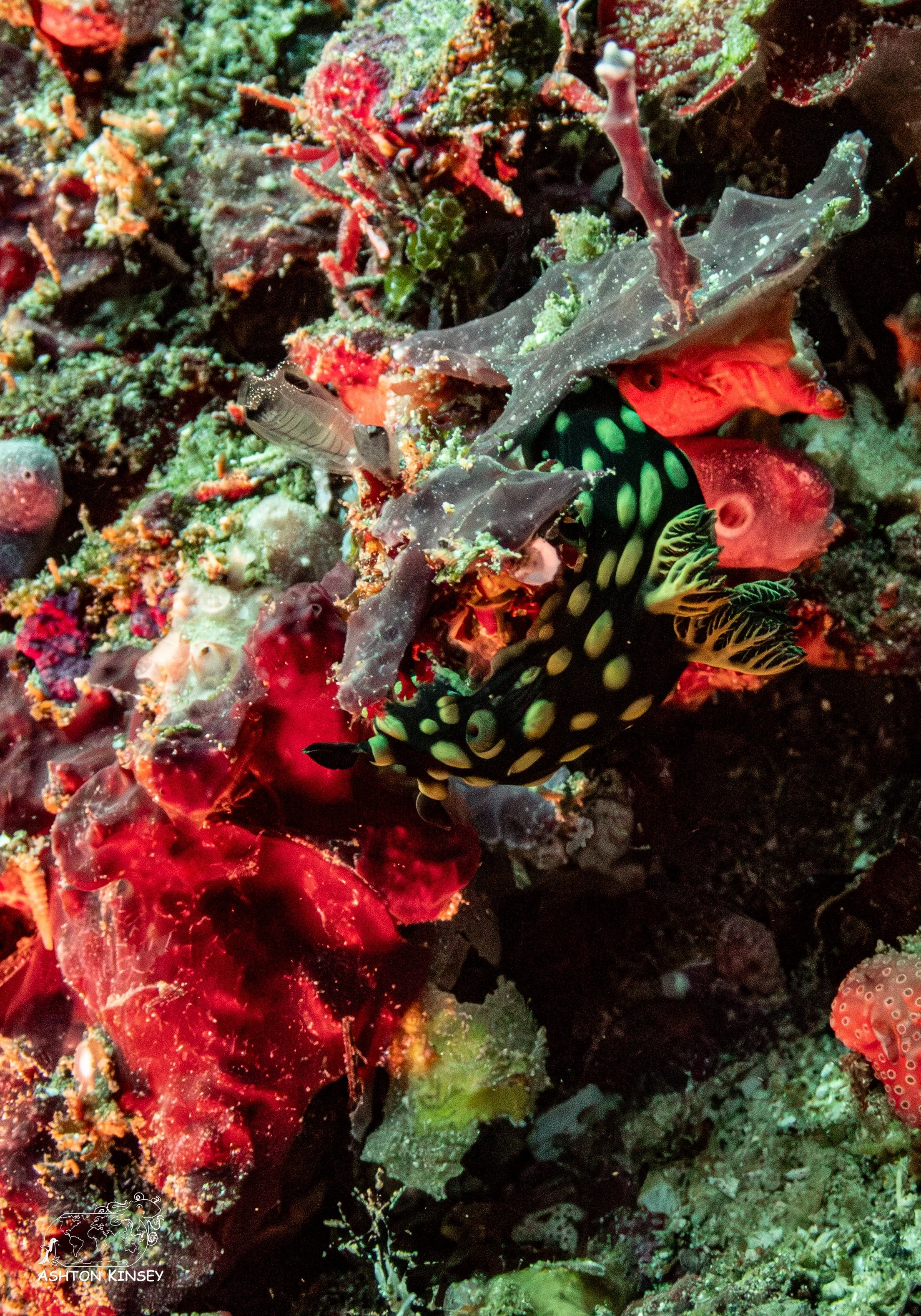 Tanavula Point-11.jpg