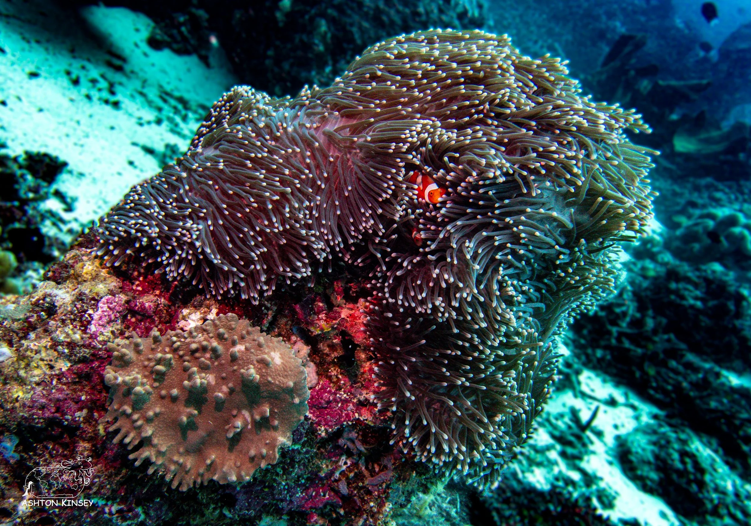 Ivy's Den-7.jpg