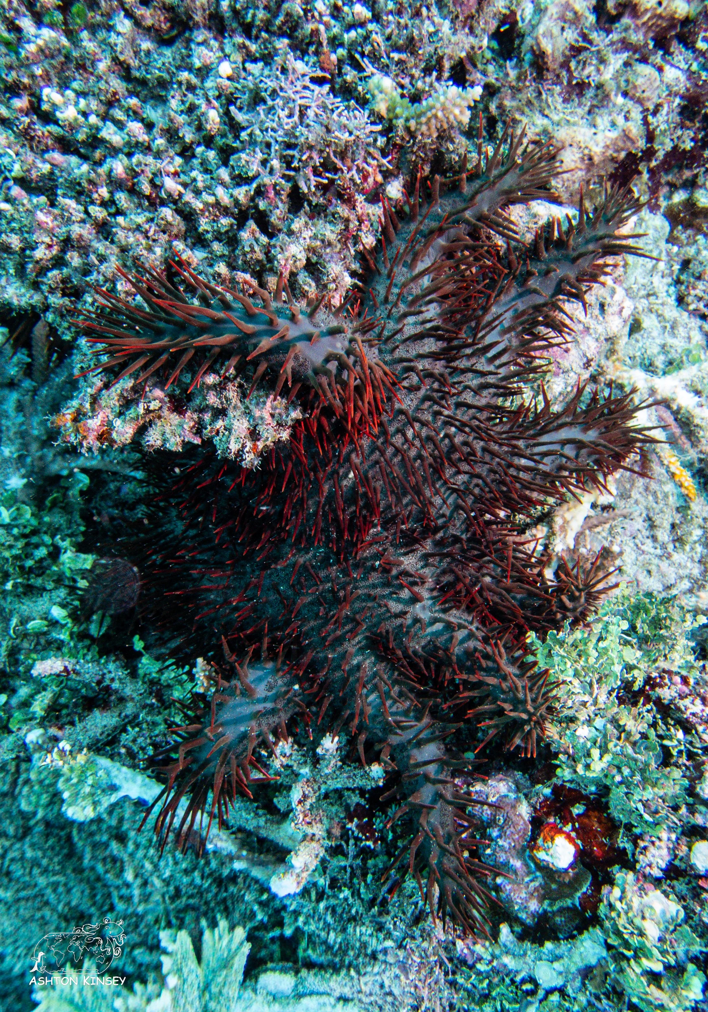 Ivy's Den-10.jpg
