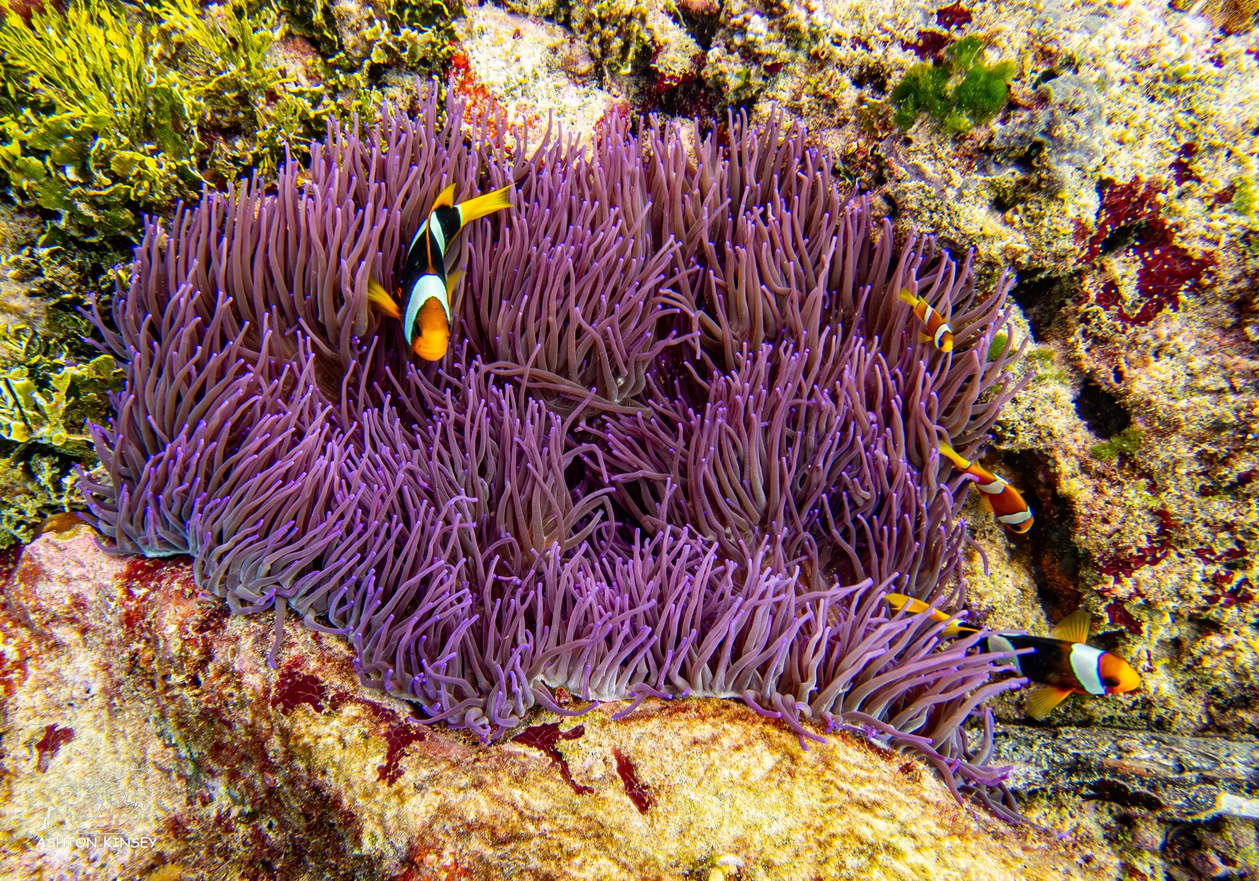 Ivy's Den-11.jpg