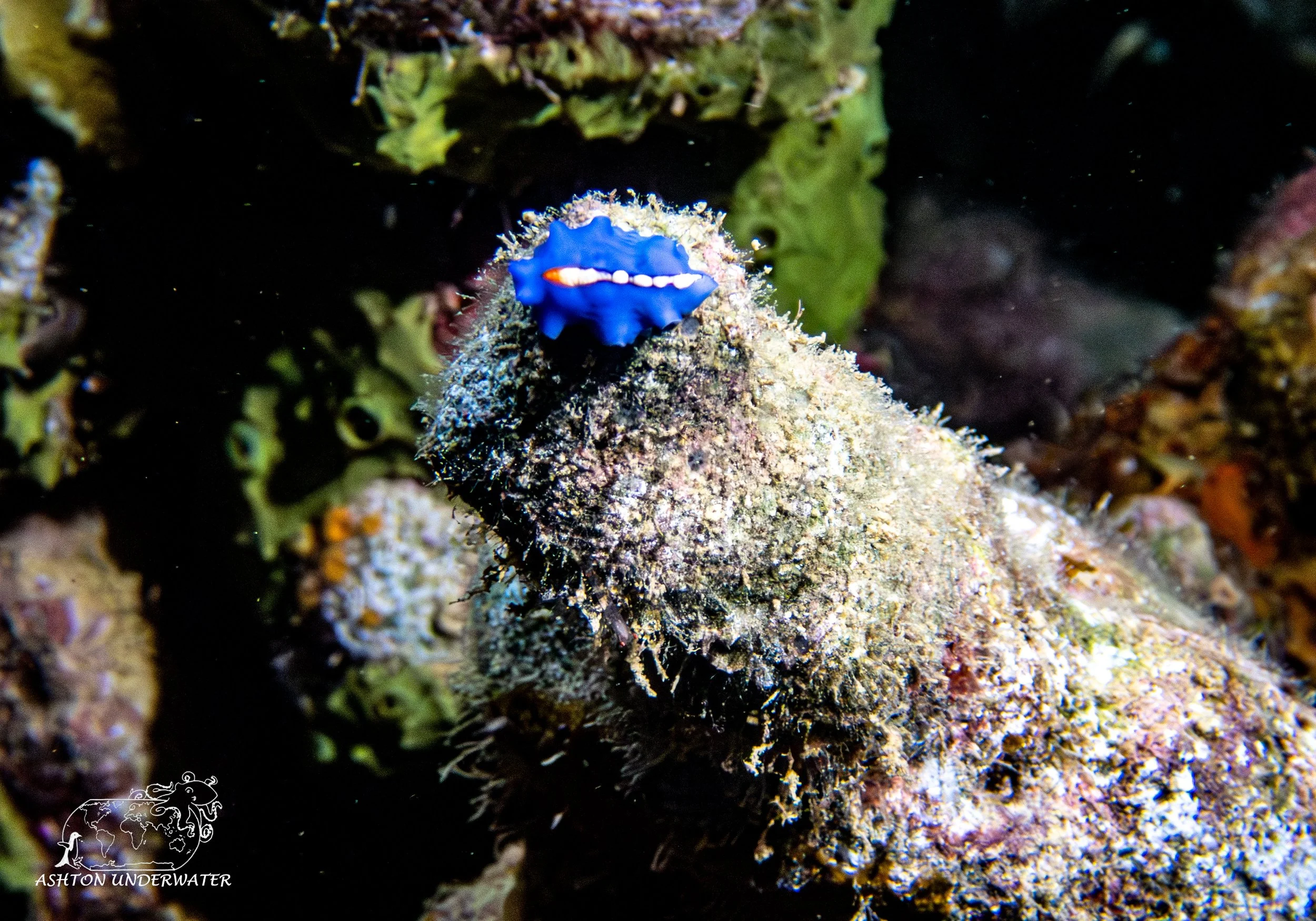 Brian's Reef.jpg