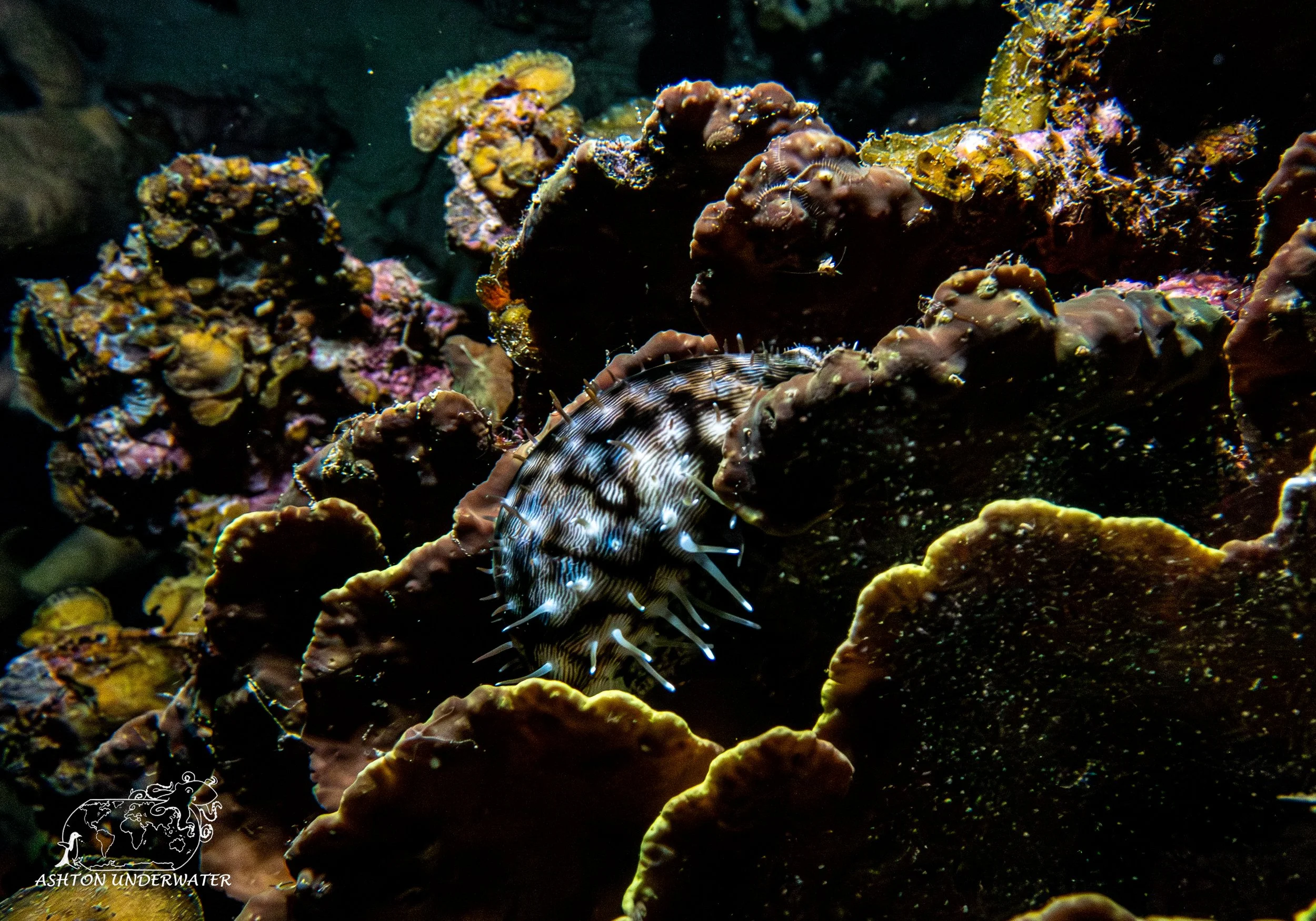 Brian's Reef-2.jpg