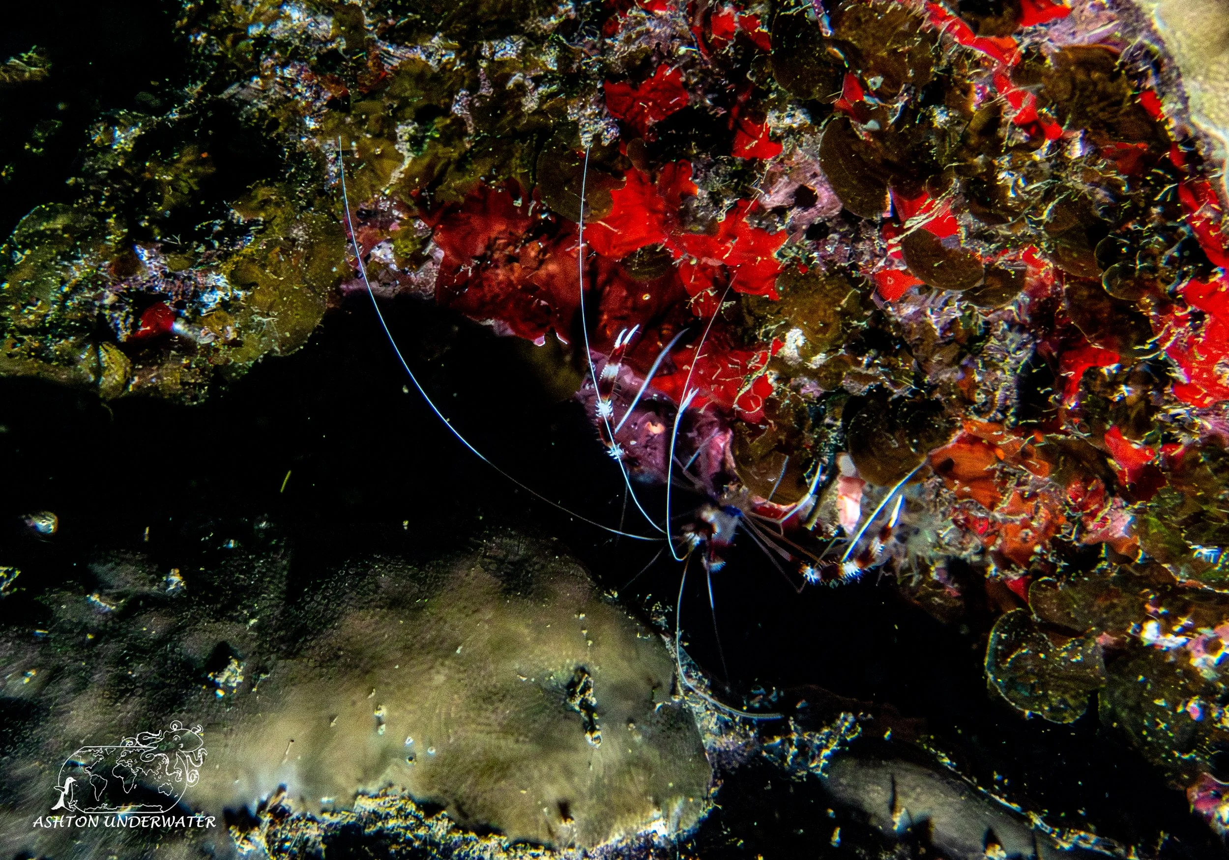 Brian's Reef-3.jpg