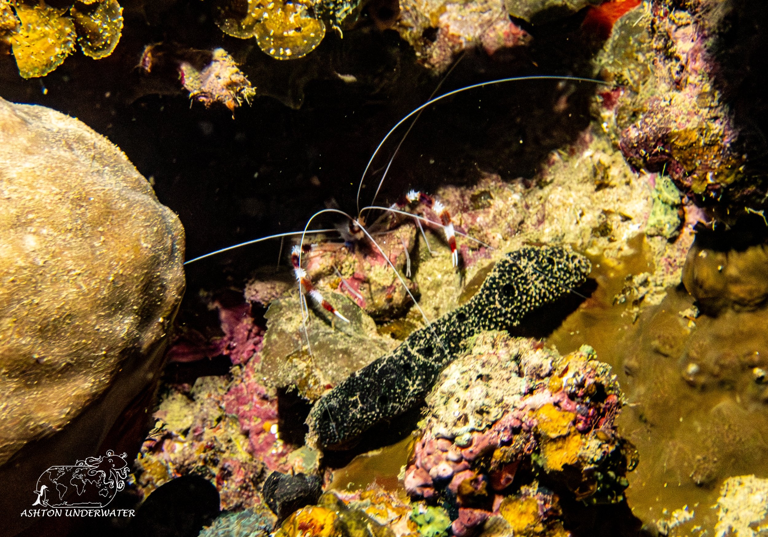 Brian's Reef-4.jpg