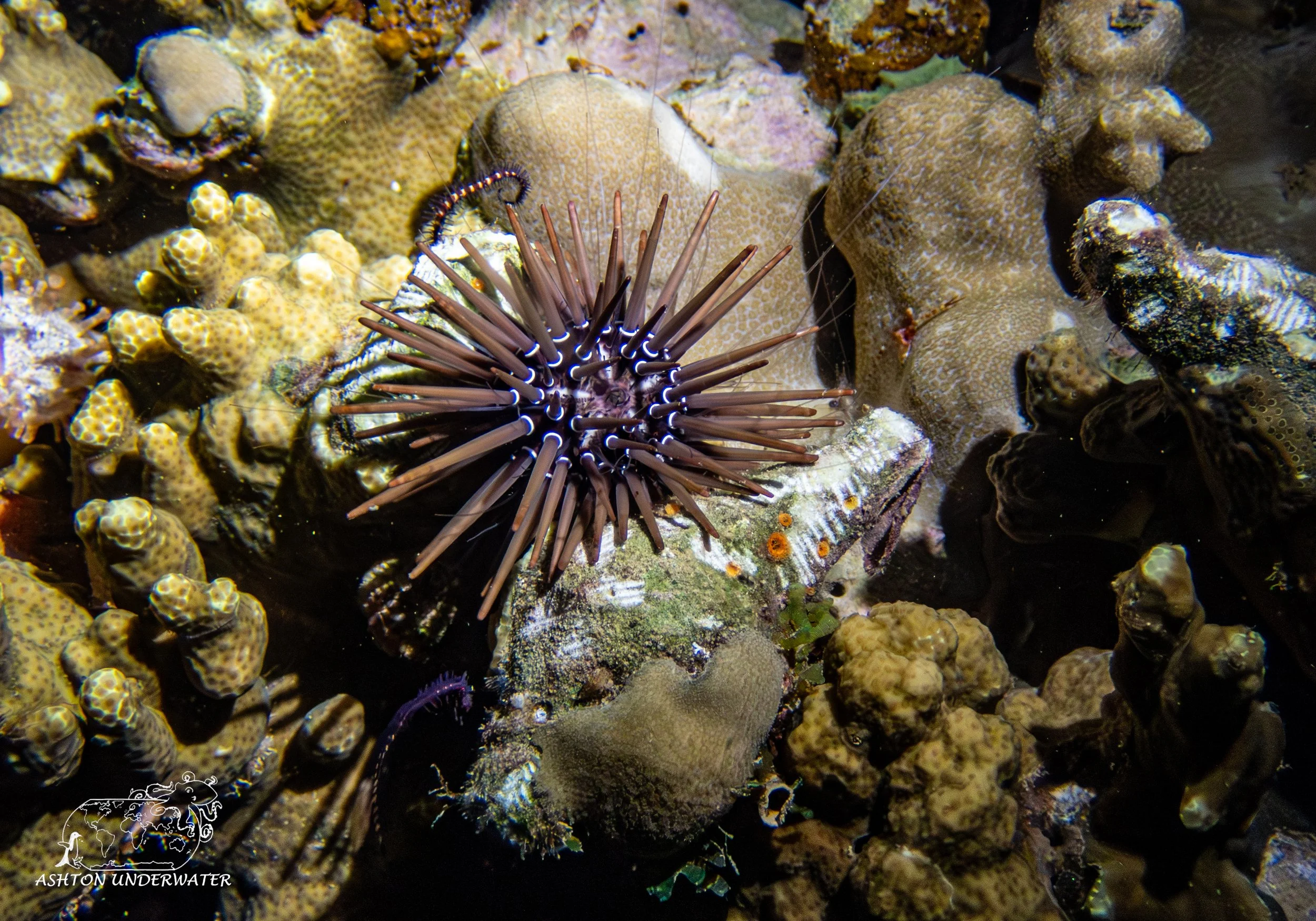 Brian's Reef-5.jpg