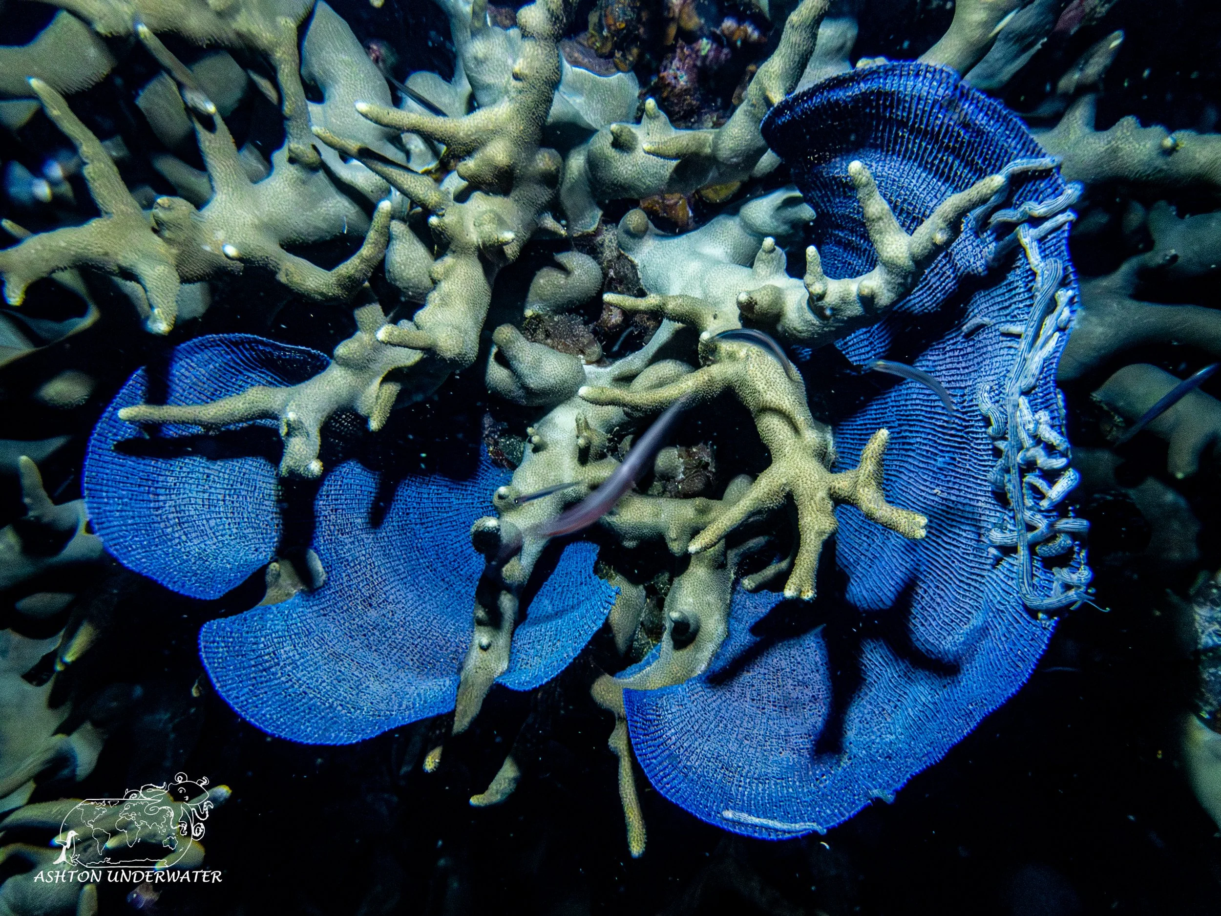 Brian's Reef-6.jpg