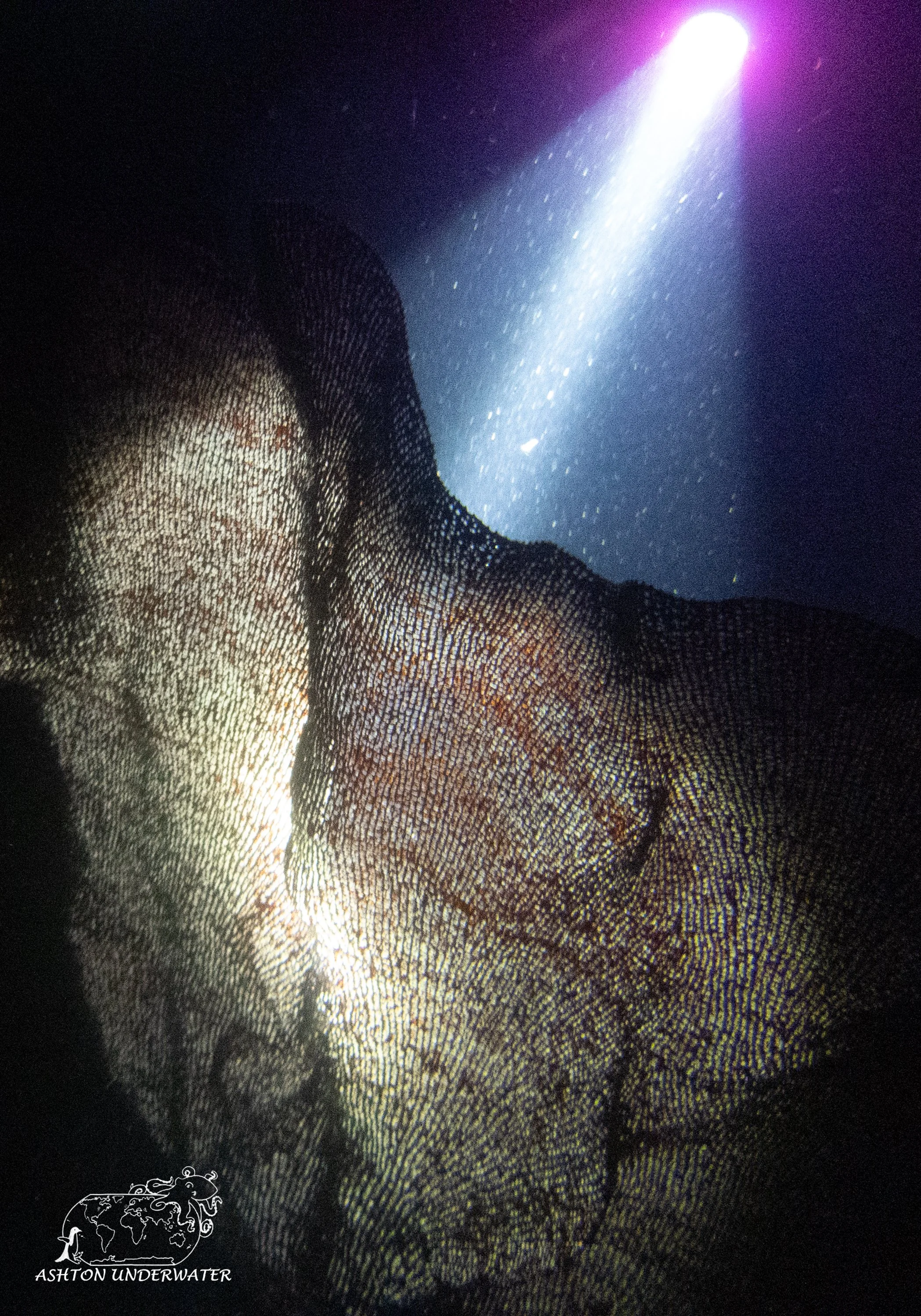 Brian's Reef-7.jpg