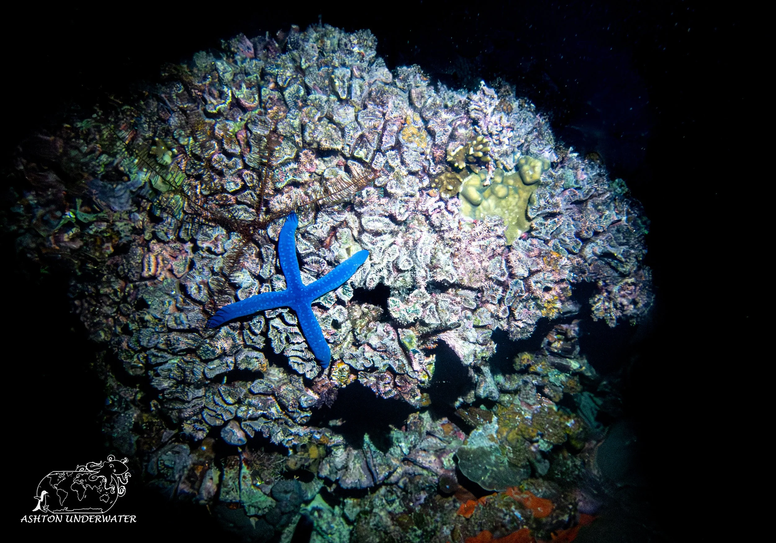 Brian's Reef-9.jpg