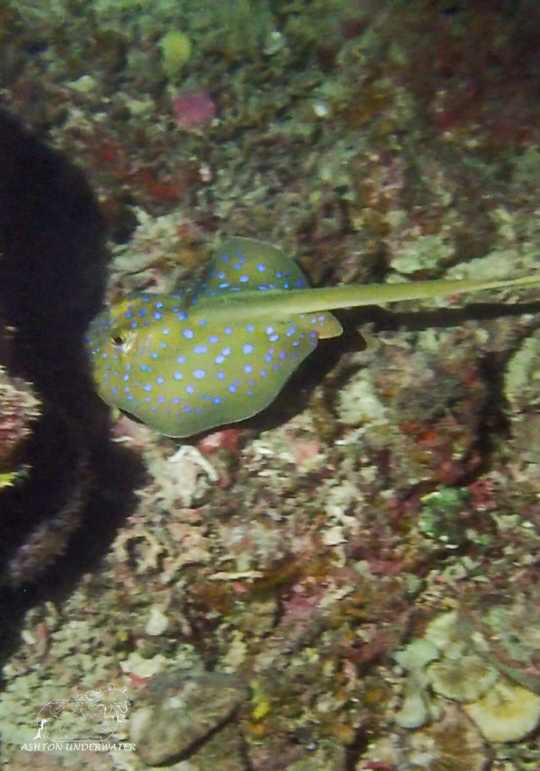 Brian's Reef-10.jpg