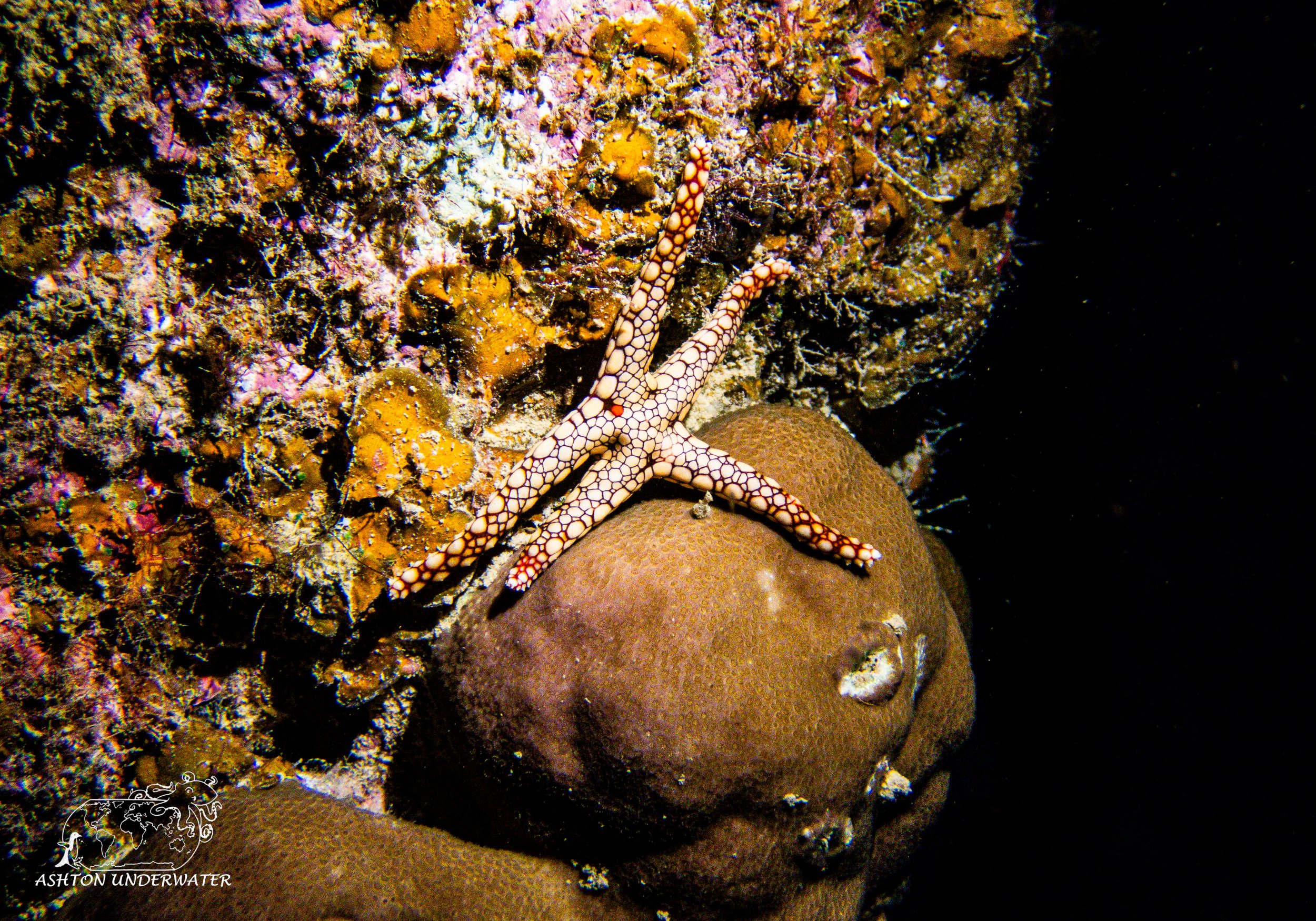 Brian's Reef-8.jpg