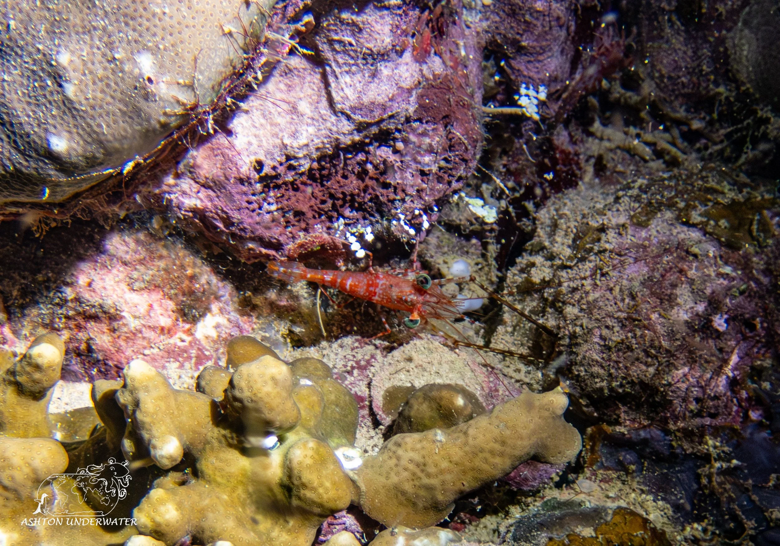 Brian's Reef-12.jpg