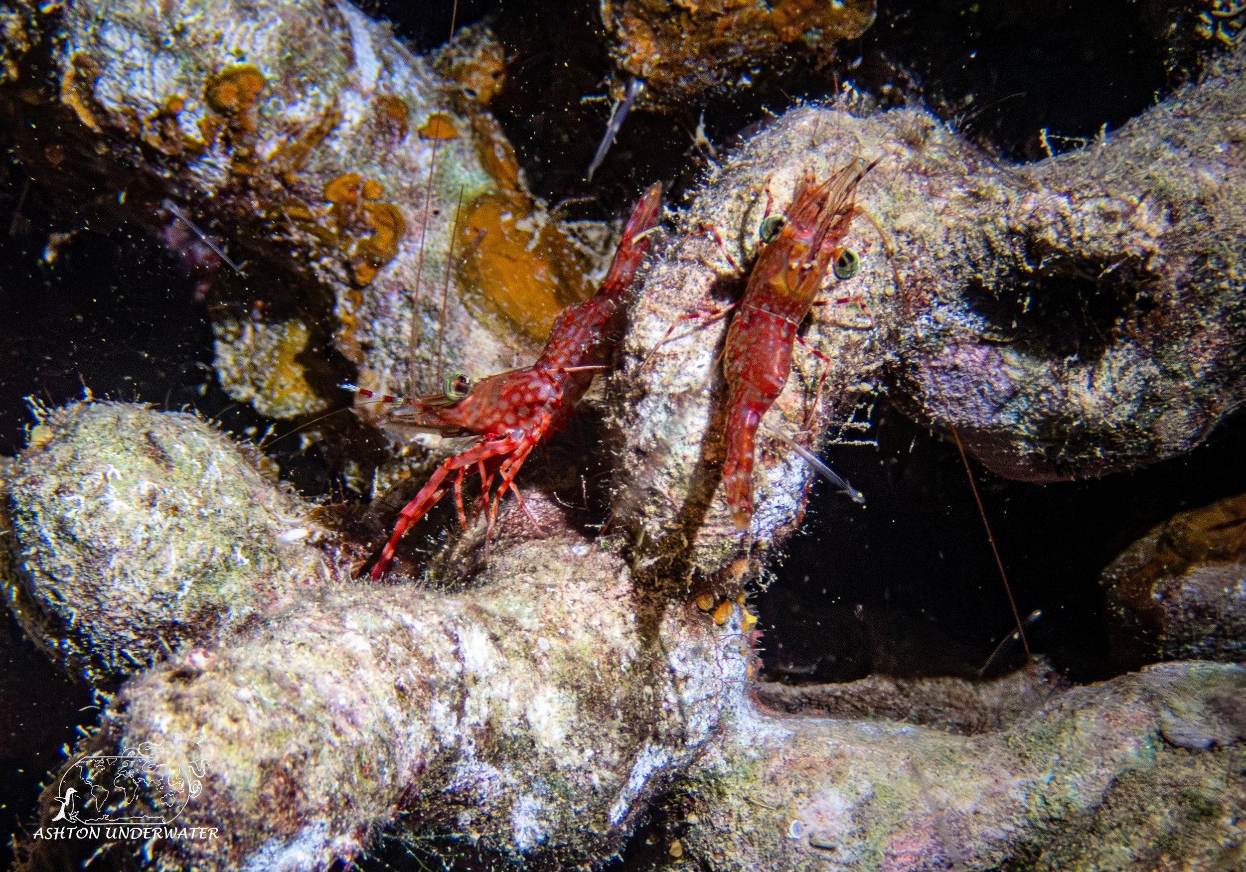 Brian's Reef-13.jpg